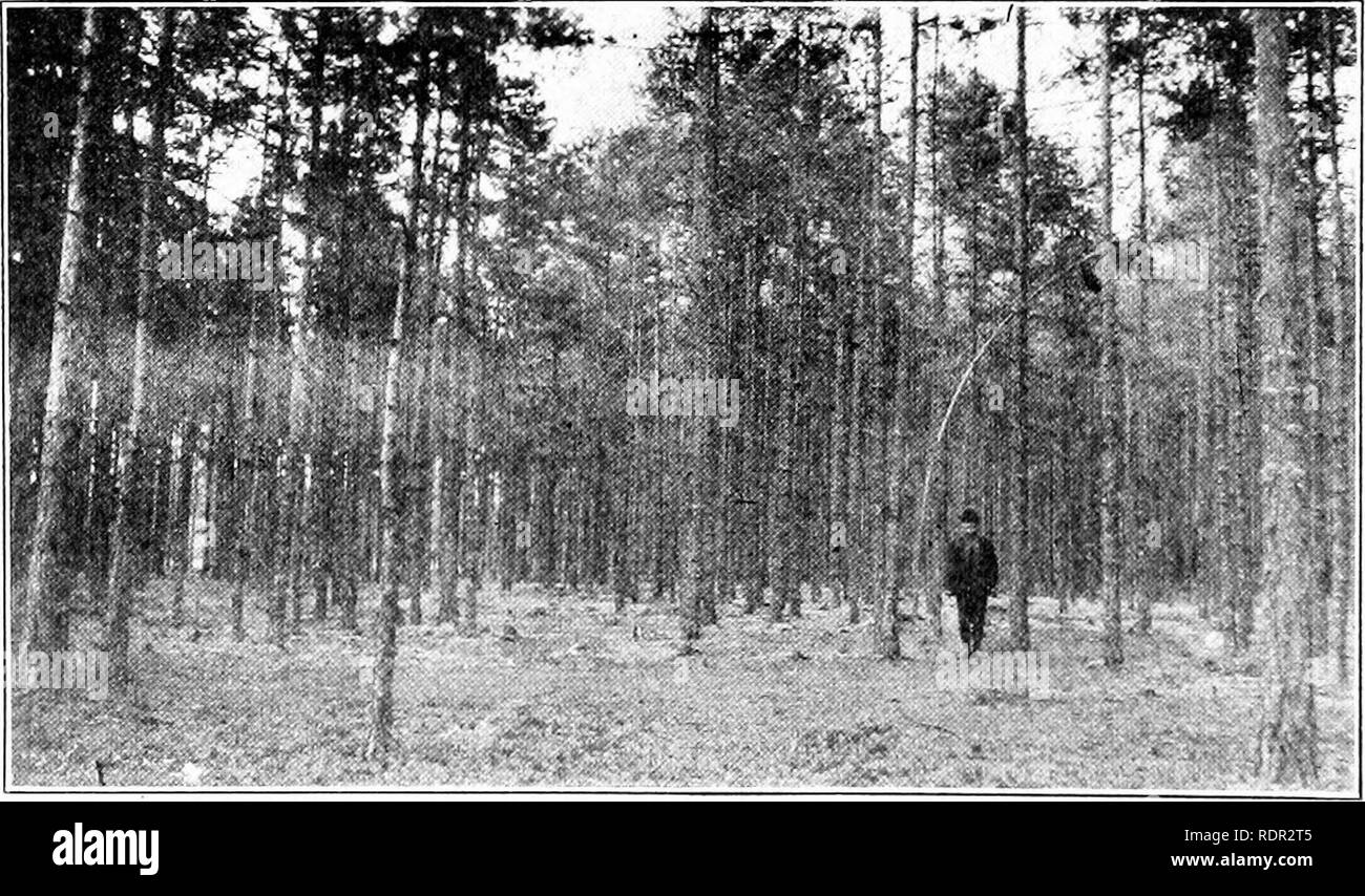 . Impressioni della silvicoltura europea : lettere scritte durante un periodo di sei mesi " visita in Inghilterra e per il continente . Le foreste e la silvicoltura. I lavori di ricerca nel settore forestale è anche in fase di auto- ried su presso il Museo di Storia Naturale a Ber- gen, dove il prof. Il Dott. Oscar Hagem è in carica o£ una stazione di esperimento a Softeland. Planta- zioni vengono fatte di western specie americane, abete di Douglas e Sitka Spruce, che indicano che queste specie possono essere trovati per essere adattata per essere piuttosto uso generale sull'coasi ovest della Norvegia centrale. Varie pubblicazioni sono state rilasciate dal museo a Bergen, tra loro uno Foto Stock