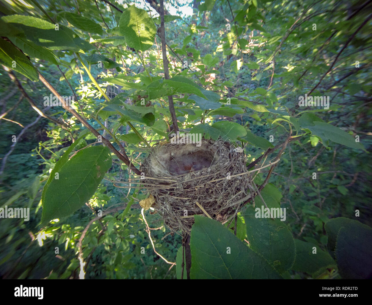 Carduelis carduelis. Il nido del Cardellino in natura. La Russia Foto Stock