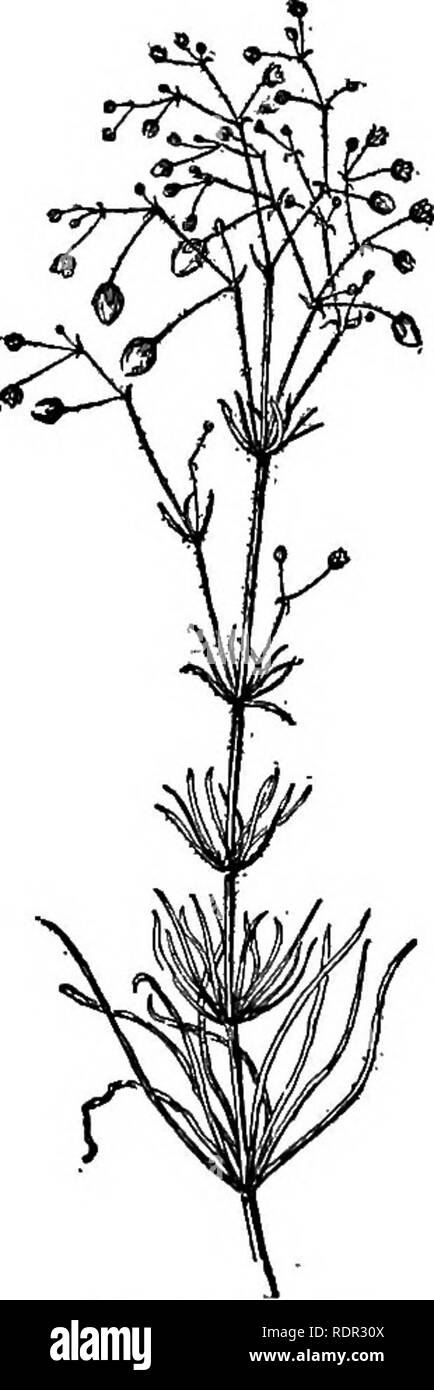 . Dell'enciclopedia delle colture di fattoria, un sondaggio popolare di colture e raccolto-metodi di fabbricazione negli Stati Uniti e in Canada;. La produzione agricola; l'agricoltura. 588 SPURRY BARBABIETOLA DA ZUCCHERO. Il vecchio mondo. Solo due specie sono state culti- vated, uno dei quali è il comune o la sabbia spurry (Spergula arvense) e l'altra il gigante spurry (S. maxima). Quest'ultimo differisce principalmente nella sua dimensione più grande e da alcuni botanici è considerato una mera varietà dell'ex. A causa della sua grande dimensione è un di più specie pregiate coltivate. S. arvense è una pianta annua, crescente da dodici a quindici centimetri di altezza, e producendo una massa Foto Stock