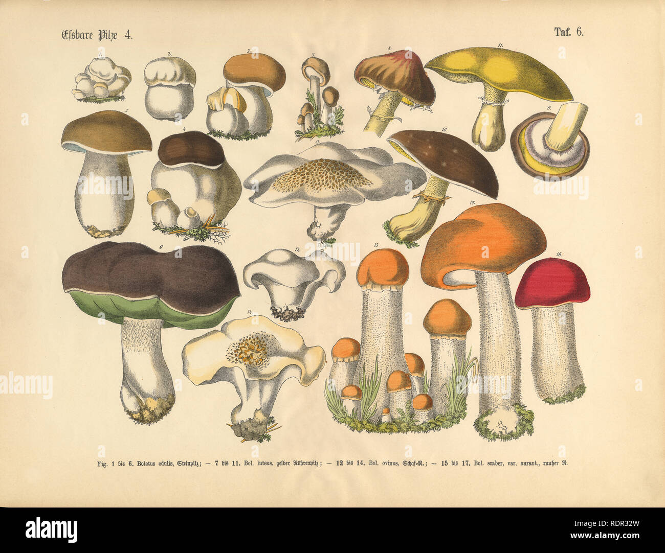 I funghi commestibili, Vittoriano illustrazione botanica Foto Stock