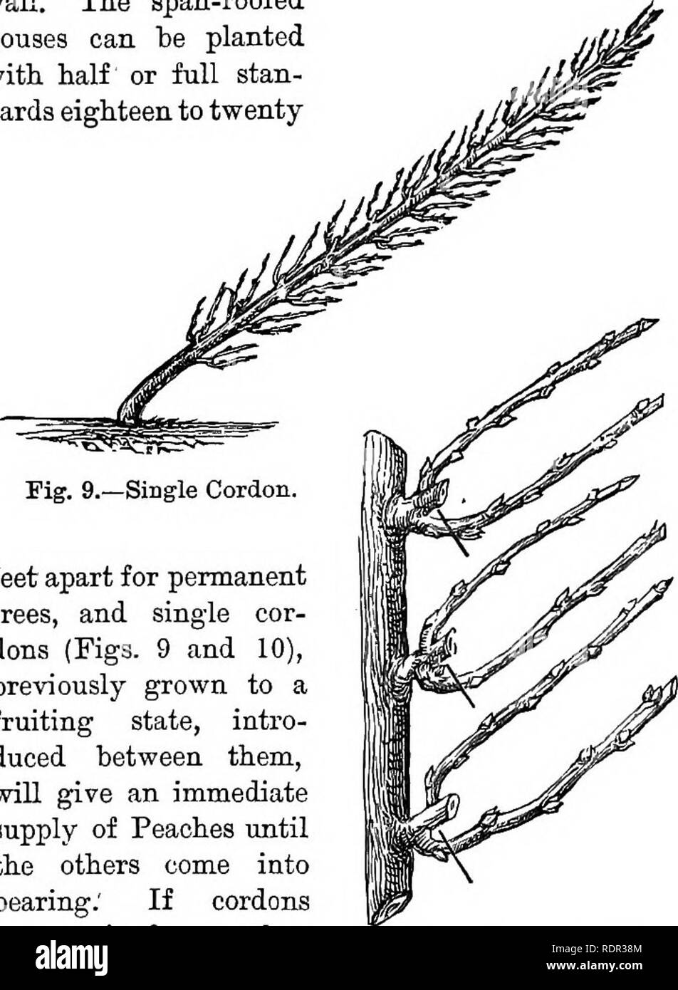 . Cassell popolare di giardinaggio. Il giardinaggio. 38 CASSELL POPOLARE GAjiDENING. la sella trellis {A, h e c), quello centrale (") per lui al di fuori come gli alberi in corrispondenza di ciascuna estremità richiedono spazio e due piloti " " {d e e) wUl egli sufficienti per la parete posteriore. La span-case dal tetto può egli ha piantato con mezz' o full Stan- dards diciotto ai venti-. Fig. 9.-Single Cordon. piedi separatamente per alberi permanente e singola cor- dons (Figg. 9 e 10), precedentemente cresciuto ad un stato fruttifero, intro- duced tra di loro, darà una immediata fornitura di pesche fino a quando gli altri provengono nel cuscinetto; se cordoni sono Foto Stock