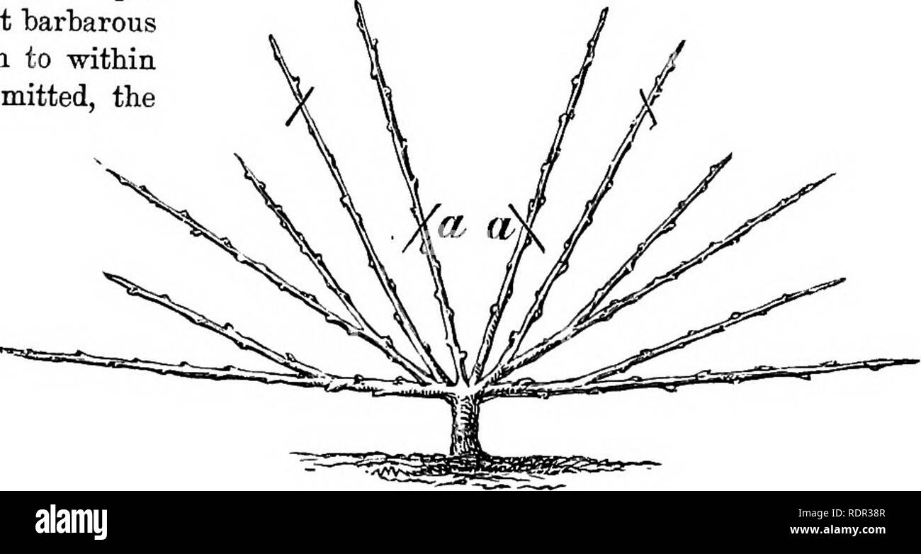 . Cassell popolare di giardinaggio. Il giardinaggio. Maiale. 7.0iie-yeili' addestrato ad albero. Maiale. 8.-Vivaio addestrato ad albero. oggetto essendo la produzione di una equilibrata crescita di un leader e due germogli laterali. Disbudding, arresto e -formazione risultato in un " un anno di addestrato tree "con tre germogli (Fig. 7). Il taglio di ritorno è nuovamente rinviata fino a quando la molla, quando ciascun tralcio, in continu- mente di una ba-rbarous personalizzato, è ridotto a pochi centimetri di distanza la sua base. Da tre colpi di coltello ogni germoglio viene mutilato, e la fondazione di gommatura e prematuro decadimento è prevista; ma l'operazione porta Br Foto Stock