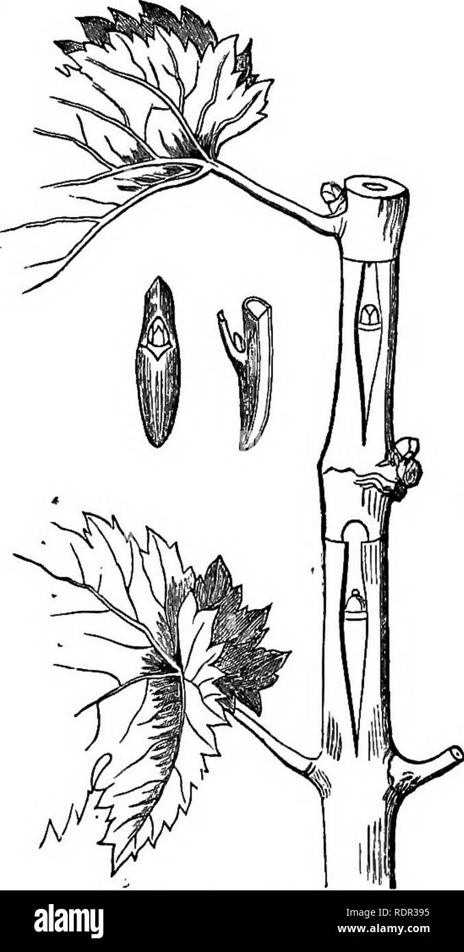 . Cassell popolare di giardinaggio. Il giardinaggio. 234 DEL CASSELL POPULAE GIARDINAGGIO. occhi essere perfettamente formati e stabile in quanto non è necessario per rimuovere i blocchi di legno dalla parte interna dello scudo, come è il caso quando il germogliare la Eose. Aver procurato le gemme, effettuare un taglio longitudinale di un pollice o più verso il basso lo stelo, quindi effettuare un taglio trasversale attraverso lo stelo nella parte superiore del primo iacision, sollevare la corteccia su ciascun lato con grande cura, poi estrarre il bud con una fetta sottile di legno incollati, forzarlo in posizione, effettuare un taglio pulito al cross-incisione, e si legano strettamente con il tiglio o il filato (Fig. 12). Mantenere Foto Stock