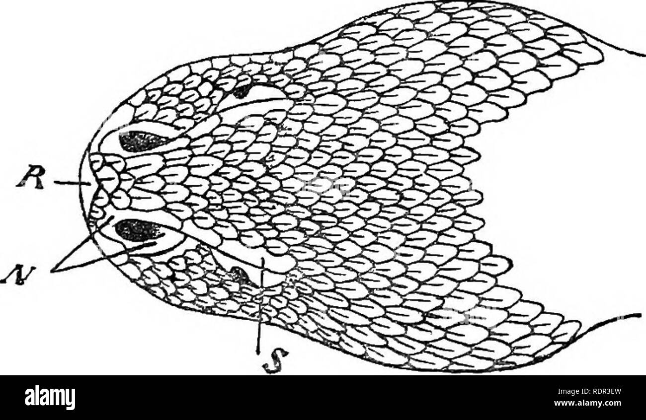 . I velenosi serpenti terrestre del nostro British dominions indiani, compresi Ceylon, e come riconoscerli; con sintomi di avvelenamento di serpente e il trattamento. Serpenti; serpenti. S'ld. Fig. .39.-Vipera russelli (nat. dimensioni). e 7.000 piedi.* Per la maggior parte dei pezzi è abbastanza un serpente comune, ma in particolar modo in alcune località. Fayrerf dice è molto com- mon nel Punjab e che a Umritsar nel 1866 come molti come 471 esemplari sono stati portati nel governo di premi in un solo giorno! * Il Kashmir 6.000 ft. (Stoliczka). Nilgiris 6.000 ft. ( Henderson, lettera privata ). Pulneys 6.300 ft. CEevd. Padre Gombert, Foto Stock