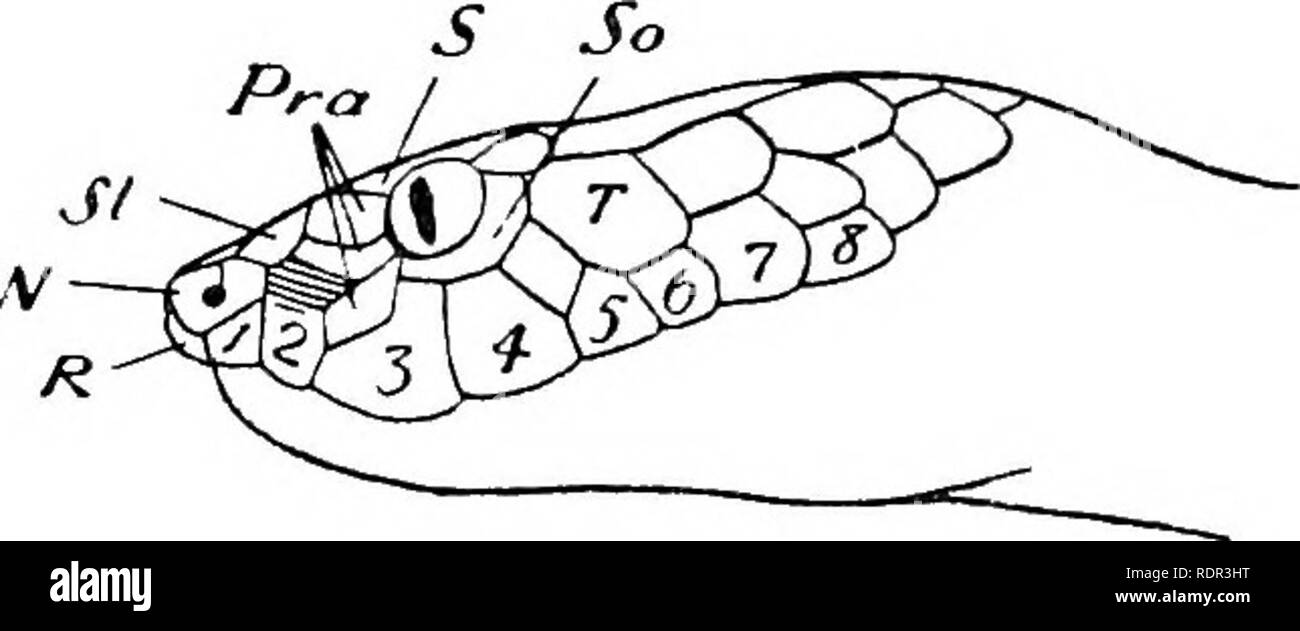 . I velenosi serpenti terrestre del nostro British dominions indiani, compresi Ceylon, e come riconoscerli; con sintomi di avvelenamento di serpente e il trattamento. Serpenti; serpenti. I serpenti velenosi OP in India. 45 veleno.-niente noto. Dimensioni.-circa un piede o poco più. Colore.-Brown di gradazioni e mottlings. Una serie di ovali scuro macchie costiere sono sempre più o meno in evidenza. Verj- come hypnale nel suo aspetto generale. LACHESIS MACROLEPIS-la grande scala Viper. Identificazione.-. /Fif uno molto caratteristica distintiva rende il riconoscimento di questo serpente molto semplice. La sca Foto Stock
