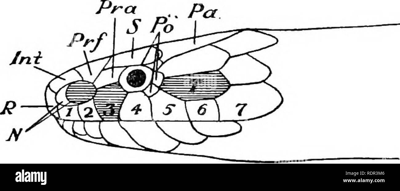 . I velenosi serpenti terrestre del nostro British dominions indiani, compresi Ceylon, e come riconoscerli; con sintomi di avvelenamento di serpente e il trattamento. Serpenti; serpenti. I serpenti velenosi dell India. 31 E ora è impostato nella sua residenza a Ossidge. Ho misurato come ora impostato, ma non è detto che siano state 7 piedi lungo nella vita. Colore.-molto variabile. Esso può essere qualsiasi ombra, da lucidare o colore del frumento per olivaceous, marrone o nero catramosi e persino di fogliame verde (N. Siam). Queste le tonalità sono uniformi o più o meno variegate. Il cofano può essere senza segni o adornata con uno spettacolo-come devi Foto Stock