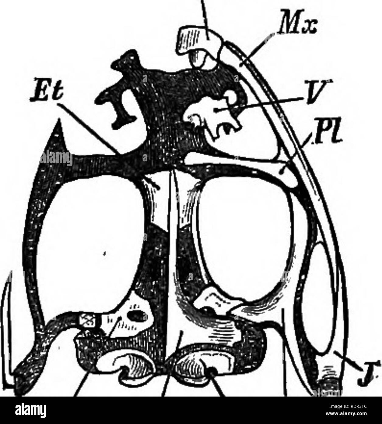 . British rettili e batrachians. Anfibi e Rettili. Ocl pe Pe pg Ocl B o, Fig. 24.-superiore o superficie esterna. Fig. 25.-inferiore o superficie interna. Spiegazione delle ossa della rana del cranio. (Membrana ossa di un lato rimosso in ogni caso.) Ocl, exoccipital; Pe, Petrosal (prootic); Ett corpino-osso o sphen-sinusite etmoide; Ty, ; timpanica Fp, demenza fronto-parietal;/, quadrato-jugal; Mx, mascellare ; Jmx, prcemaxillary; N, nasale; Ps, parasphenoid (dalla forma di cuneo); Pt, pterygoid; PI, palatine; v, vomer.. Si prega di notare che queste immagini vengono estratte dalla pagina sottoposta a scansione di immagini che possono essere state enh digitalmente Foto Stock