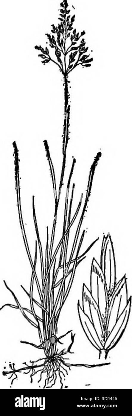 . Dell'enciclopedia delle colture di fattoria, un sondaggio popolare di colture e raccolto-metodi di fabbricazione negli Stati Uniti e in Canada;. La produzione agricola; l'agricoltura. Fig. 550. Dettaglio del Blu-fiore di erba iPoa pratensis). 1, spikelet; 2, fiorellino aperto; fl, broccoli; g, glumes; pd, pedicel; 8t, stame; una, antere; f, filamenti; s, gli stimmi; j),paleaj Z,lemma; 0, ovaio; r, rachilla.. Fig. 551. Kentucky blue-erba o giugno- erba (Foa praten- sis). pratensis, Linn. Kentucky Blue-erba. (Figg. 549-551.) un'erba perenne che cresce in ciuffi, ma produrre abbondante portinnesti che presto forma un flrm sod. Pannocchie diffusione bu Foto Stock
