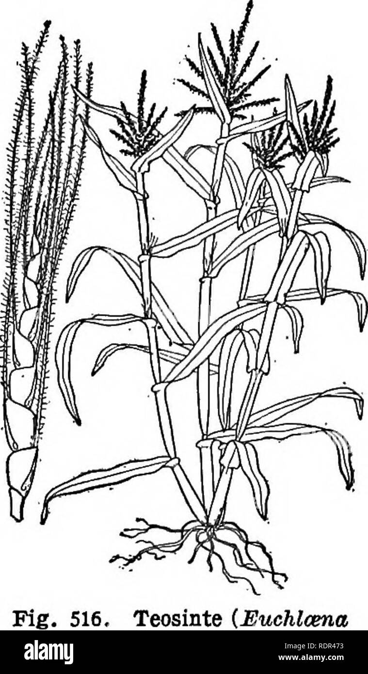 . Dell'enciclopedia delle colture di fattoria, un sondaggio popolare di colture e raccolto-metodi di fabbricazione negli Stati Uniti e in Canada;. La produzione agricola; l'agricoltura. 1. Zea (nome latino per farro). Un genere di erbe rappresentato da una singola specie americane note solo nella coltivazione. Fiori monoica, il staminate sostenuti in grandi termi- nal pannocchie (l'infiorescenza staminifera), e l'pistillate sostenuti in axils di foglie in diverse righe su un asse ispessita (cob) e en- chiusa in diversi grandi foliaceous brattee, il tutto costituente l'orecchio. La forma allungata notevolmente ^SxWtMS ho ^ty'®^ progetto dalla punta dell'orecchio e f Foto Stock