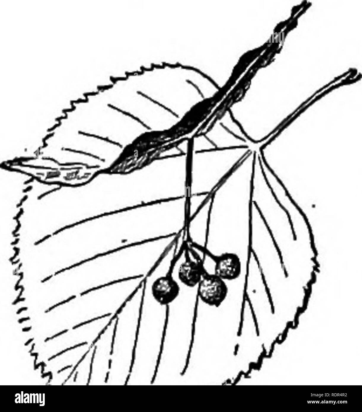 . Dell'enciclopedia delle colture di fattoria, un sondaggio popolare di colture e raccolto-metodi di fabbricazione negli Stati Uniti e in Canada;. La produzione agricola; l'agricoltura. Fig. 439. Il miele locust {Oleditschia triacanthos). delimitata dal bacino Missisaippi sulla west e raggiungendo il sud in Texas, una volta un grande disco-foresta di legno, spesso miscelati con conifere che anche alcuni- volte occupare ampie zone da loro stessi. (2) il Pacifico regione delle foreste sulla western moun- tains, composto quasi esclusivamente di crescita di conifere, e (3) Il prai- ries e pianure regione, essere- tween la iirst e seconde regioni, cuscinetto solo scat- strate tr Foto Stock