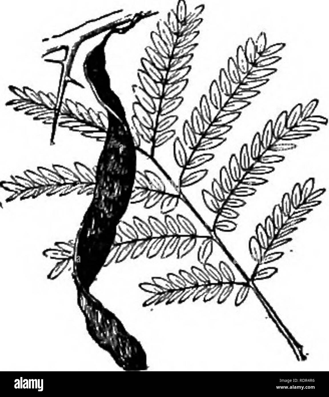 . Dell'enciclopedia delle colture di fattoria, un sondaggio popolare di colture e raccolto-metodi di fabbricazione negli Stati Uniti e in Canada;. La produzione agricola; l'agricoltura. Fig. 438. Robinia (Boiinia Fseudacacia).. Fig. 439. Il miele locust {Oleditschia triacanthos). delimitata dal bacino Missisaippi sulla west e raggiungendo il sud in Texas, una volta un grande disco-foresta di legno, spesso miscelati con conifere che anche alcuni- volte occupare ampie zone da loro stessi. (2) il Pacifico regione delle foreste sulla western moun- tains, composto quasi esclusivamente di crescita di conifere, e (3) Il prai- ries e pianure regione, essere- tween la iirst Foto Stock