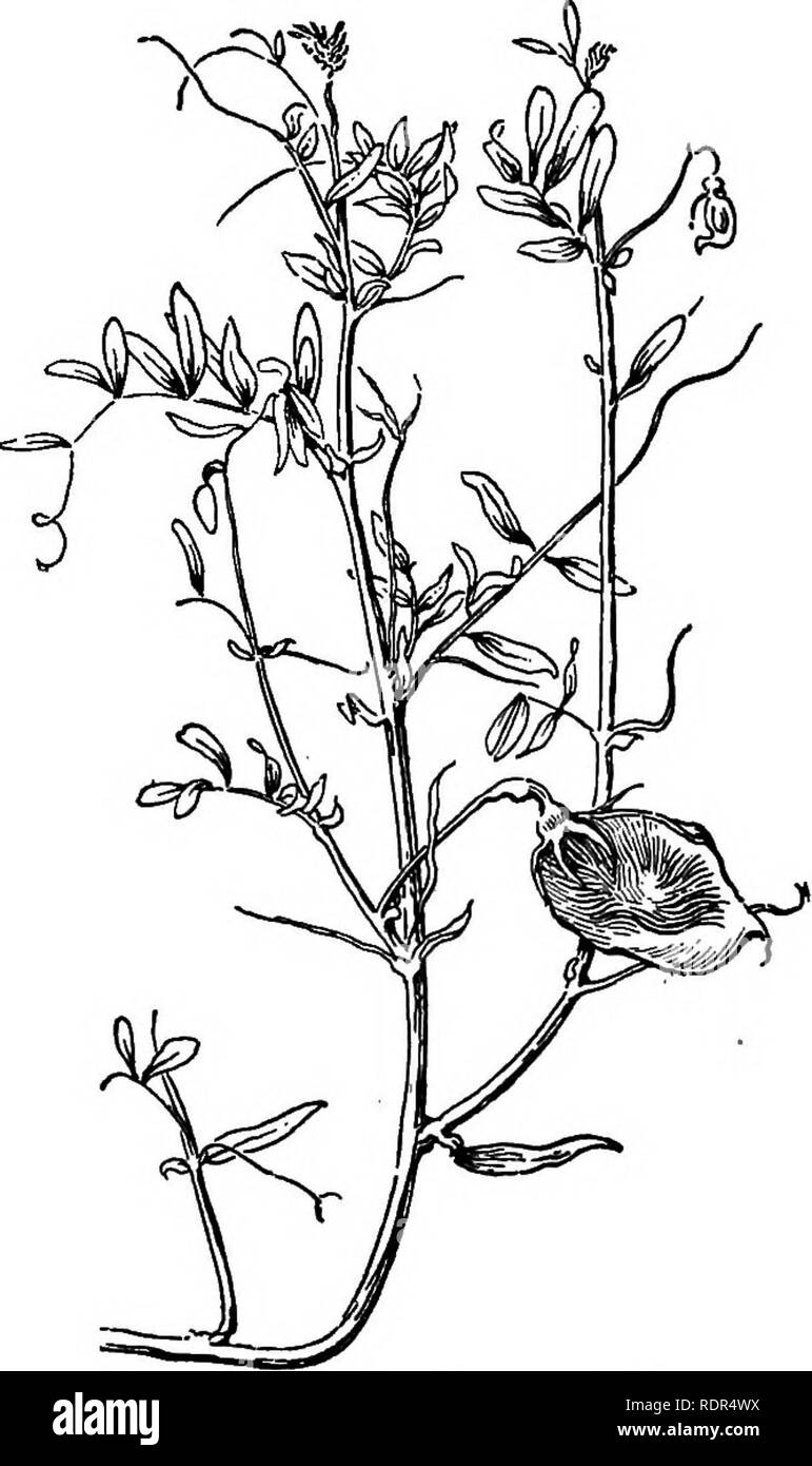 . Dell'enciclopedia delle colture di fattoria, un sondaggio popolare di colture e raccolto-metodi di fabbricazione negli Stati Uniti e in Canada;. La produzione agricola; l'agricoltura. Per le colture foraggere COLTURE FORAGGERE 309 messicani (trifoglio Richardsonia scabra). Rubiacece. Noto anche come trifoglio spagnolo, Florida trifoglio, piccione, Erbacce Erbacce ipecac, acqua di prezzemolo e altri. Annualmente una pianta di foraggio, nativo del Messico e centrale. Fig. 419. Lenticchia (.Lena eemlenta). L'America, ma naturalizzato lungo la costa del golfo del Messico e di tanto in tanto più lontano nord. Steli ramificazione, dif- fusibile, da due a quattro piedi lungo, creeping; foglie nu- merous, ovale, ruvido; fiori quasi bianco, in Foto Stock