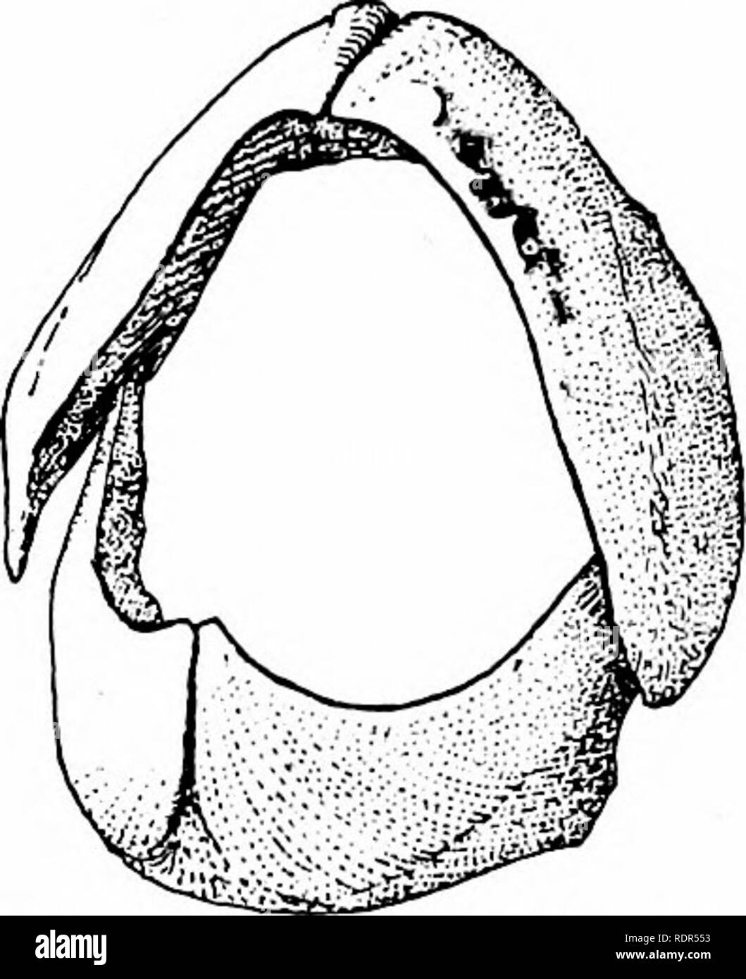 . Pesci. Pesci. 6o4 Chromides e Pharyngognathi antichi, è trovato nel Mediterraneo, essendo il solo membro della famiglia conosciuto in Europa e l'unico Sparisoma noto da fuori del West Indian fauna. Altri West Indian specie sono il rosso pesce pappagallo, Sparisoma abildgaardi, Sparisoma xystrodon, Sparisoma hoplomystax, gli ultimi due essendo piccole specie circa Florida Keys e il bello Sparisoma viride dal West Indies. Scarus è la grande centrale di genere del pappagallo pesci. La sua mem- bers sono particolarmente abbondanti in Polinesia e le Indie Orientali, il centro di distribuzione della gr Foto Stock