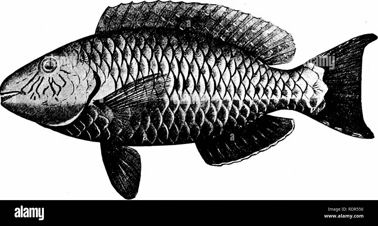 . Pesci. Pesci. Fig. 495.-Sparisoma hoplomystax (COPE). Key West. esagonale. I denti delle ganasce non sono completamente uniti, la dorsale spine sono pungente, la linea laterale non interrotte e le membrane gill ampiamente uniti per l'istmo. Delle numerose specie l'opaca colorata flaves Sparisoma-. FiG. 496.-Sparisoma abildgaardi (Bloch), Rosso pesce pappagallo. Loro Parque Colorado. Famiglia Scaridce. cens è più abbondante in Indie ad ovest e le gamme più lontano a nord rispetto a qualsiasi altra. Sparisoma cretense, Scarus del. Si prega di notare che queste immagini vengono estratte dalla pagina sottoposta a scansione immagini che possono avere Foto Stock