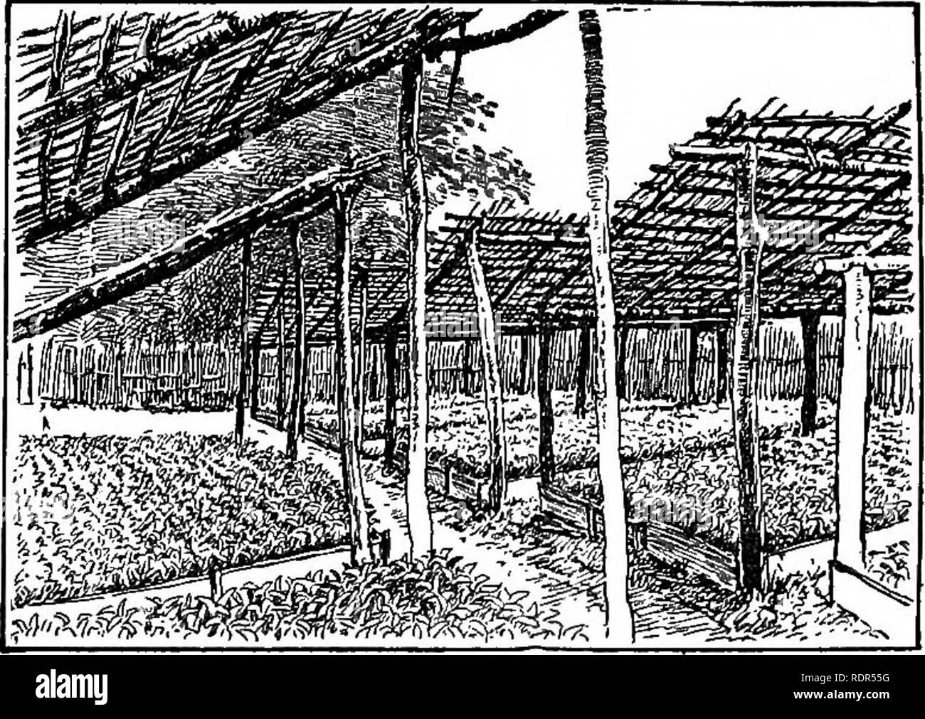 . Dell'enciclopedia delle colture di fattoria, un sondaggio popolare di colture e raccolto-metodi di fabbricazione negli Stati Uniti e in Canada;. La produzione agricola; l'agricoltura. Fig. 347. L'inizio di una piantagione di caffè; la cancellazione della foresta. Casa di abitazione e operaio's house sono mostrati, costruito dal abbattuti gli alberi forestali, segato a mano. al sole e qualsiasi che si estendono oltre la zolla di terreno deve essere rimosso dai taglienti forbici. La piantina viene collocato nel centro del foro e il suolo premuti saldamente su di esso. Il collare deve essere leggermente al di sotto della superficie. Se le piantine sono. Fig. 348. Semi di caffè e letto di vivaio sotto un Foto Stock