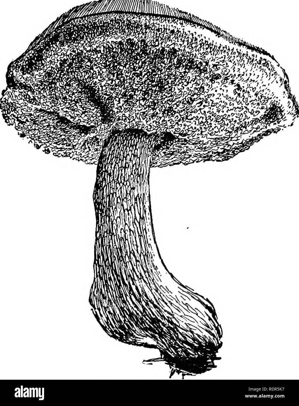 . Dell'enciclopedia delle colture di fattoria, un sondaggio popolare di colture e raccolto-metodi di fabbricazione negli Stati Uniti e in Canada;. La produzione agricola; l'agricoltura. 168 commerciale industria conserviera più facilmente il risultato. Tutti i produttori di funghi troveranno il processo di essiccazione di valore al fine di far uso di porzioni di steli e di funghi piuttosto troppo avanzata per soddisfare le esigenze dei mercati migliori. Essi possono inoltre essere ridotto in polvere, passando attraverso un macinino ordinaria, e questa polvere è in notevole richiesta per salse e come condimento. Le conserve di funghi in liquido, secondo molti metodi w Foto Stock