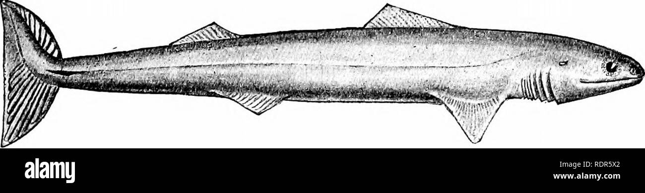 . Pesci. Pesci. La classe Elasmobranchii o squalo-quali pesci 183 La sottoclasse Holocephali o Chiniwras, differiscono da squali in tutta questa serie di caratteri e la sua separazione come un gruppo distinto risale al Devoniano o anche più lontano e il più presto noto squali avente poco più in comune con Chimseras rispetto alle forme del modem. Il Selachii.-Ci sono stati molti sforzi per dividere gli squali e le razze in ordini naturali. La maggior parte dei produttori hanno con- tented stessi con immissione di squali in un ordine (Squall o Galei o Pleurotremi) avente il gill-aperture sul lato e raggi Foto Stock