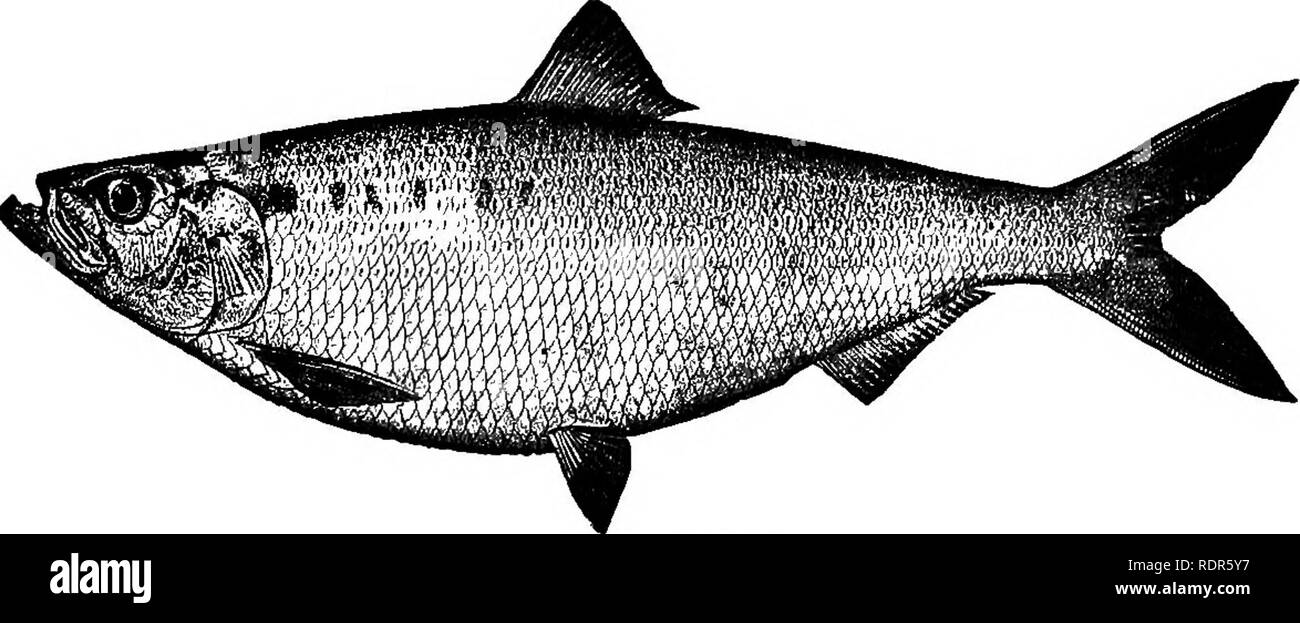 . American pesci; un famoso trattato su il gioco e il cibo pesci del Nord America, con particolare riferimento alle abitudini e i metodi di cattura. Pesci. 404 AMERICAN PESCI. coordinato all'impulso di riproduzione (che li introduce nel fiume), non è del tutto perduto. Una femmina di Shad di una certa età è sempre più grande di un maschio di corret- sponding età. Una media generale per entrambi i sessi lungo tutta la costa sarebbe circa quattro libbre, gli estremi per i maschi-essendo da uno e mezzo a sei libbre, e per le femmine da tre e mezzo a otto libbre, quest'ultima rappresentando un peso massimo per Foto Stock