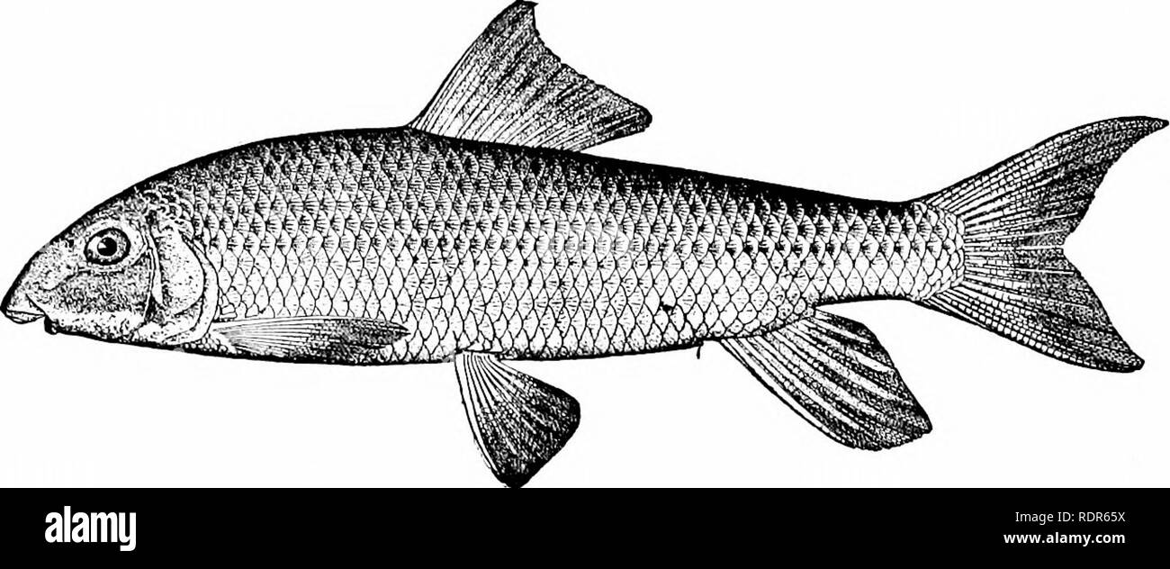 . American food e selvaggina Pesci : un popolare conto di tutte le specie in America a nord dell'equatore, con chiavi per una pronta identificazione, storie di vita e di metodi di cattura . Pesci pesci Pesci. Genere LAGOCHILA GIORDANIA &amp;â BRA YTON Si tratta di piastrella più peculiare genere di ventose e può essere noto facilmente dalla nonprotractile labbro superiore e il split labbro inferiore. L. Lepre-ventosa a labbro singolo specie è la lepre il labbro a ventosa, cutlips, split-bocca sucker, coniglio-bocca sucker, pisello il labbro a ventosa, o può ventosa, L. lacera.. Si prega di notare che queste immagini vengono estratte dalla pagina sottoposta a scansione immagini tha Foto Stock