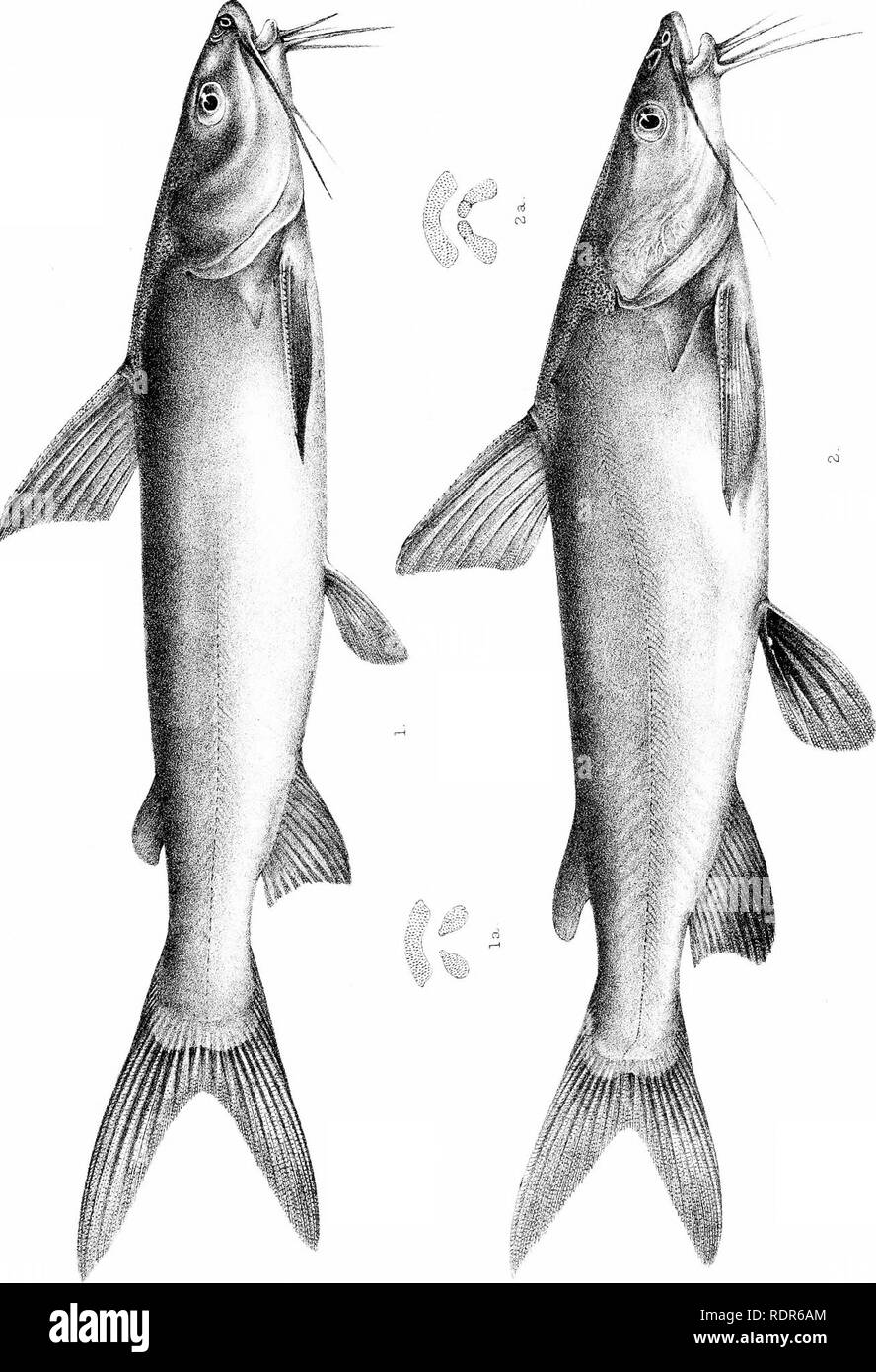 . Biologia centrali-americana. Pesci. Zoologia; Pesci; Zoologia. ^ ^ io (^. w 3 CO &lt; K W H U io-io w. Si prega di notare che queste immagini vengono estratte dalla pagina sottoposta a scansione di immagini che possono essere state migliorate digitalmente per la leggibilità - Colorazione e aspetto di queste illustrazioni potrebbero non perfettamente assomigliano al lavoro originale. Godman Frederick Du canna, 1834-1919. ed; Regan, Charles Tate, 1878-. [Londra, Pub. per l'editor da R. H. Porter] Foto Stock