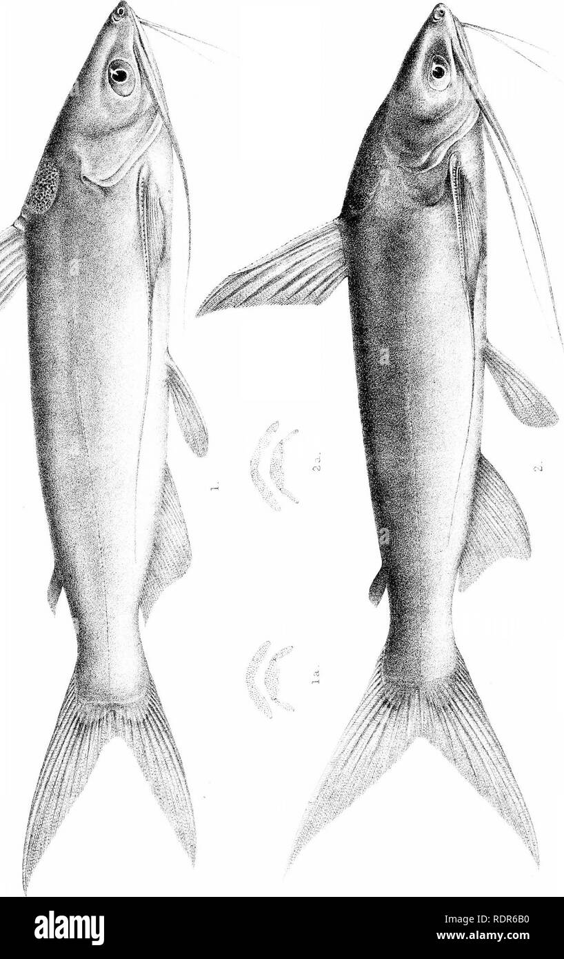 . Biologia centrali-americana. Pesci. Zoologia; Pesci; Zoologia. ^ 4-y-'. d3 ^ CO LO CO 0^. Si prega di notare che queste immagini vengono estratte dalla pagina sottoposta a scansione di immagini che possono essere state migliorate digitalmente per la leggibilità - Colorazione e aspetto di queste illustrazioni potrebbero non perfettamente assomigliano al lavoro originale. Godman Frederick Du canna, 1834-1919. ed; Regan, Charles Tate, 1878-. [Londra, Pub. per l'editor da R. H. Porter] Foto Stock