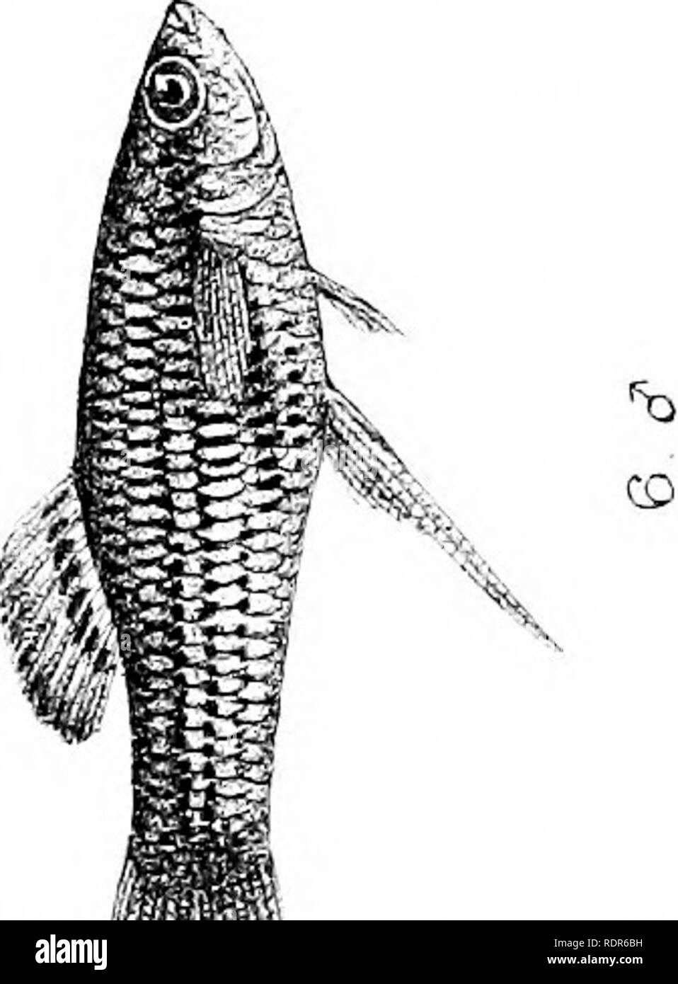 . Biologia centrali-americana. Pesci. Zoologia; Pesci; Zoologia. . Si prega di notare che queste immagini vengono estratte dalla pagina sottoposta a scansione di immagini che possono essere state migliorate digitalmente per la leggibilità - Colorazione e aspetto di queste illustrazioni potrebbero non perfettamente assomigliano al lavoro originale. Godman Frederick Du canna, 1834-1919. ed; Regan, Charles Tate, 1878-. [Londra, Pub. per l'editor da R. H. Porter] Foto Stock