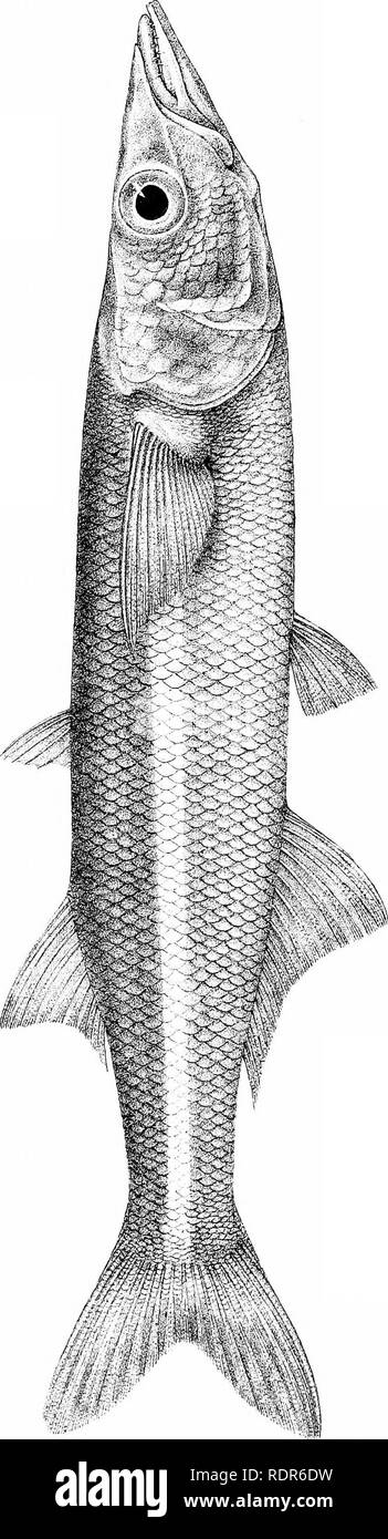 . Biologia centrali-americana. Pesci. Zoologia; Pesci; Zoologia. %:. ^ z o W Z H O u o &lt; o H CO g s. Si prega di notare che queste immagini vengono estratte dalla pagina sottoposta a scansione di immagini che possono essere state migliorate digitalmente per la leggibilità - Colorazione e aspetto di queste illustrazioni potrebbero non perfettamente assomigliano al lavoro originale. Godman Frederick Du canna, 1834-1919. ed; Regan, Charles Tate, 1878-. [Londra, Pub. per l'editor da R. H. Porter] Foto Stock