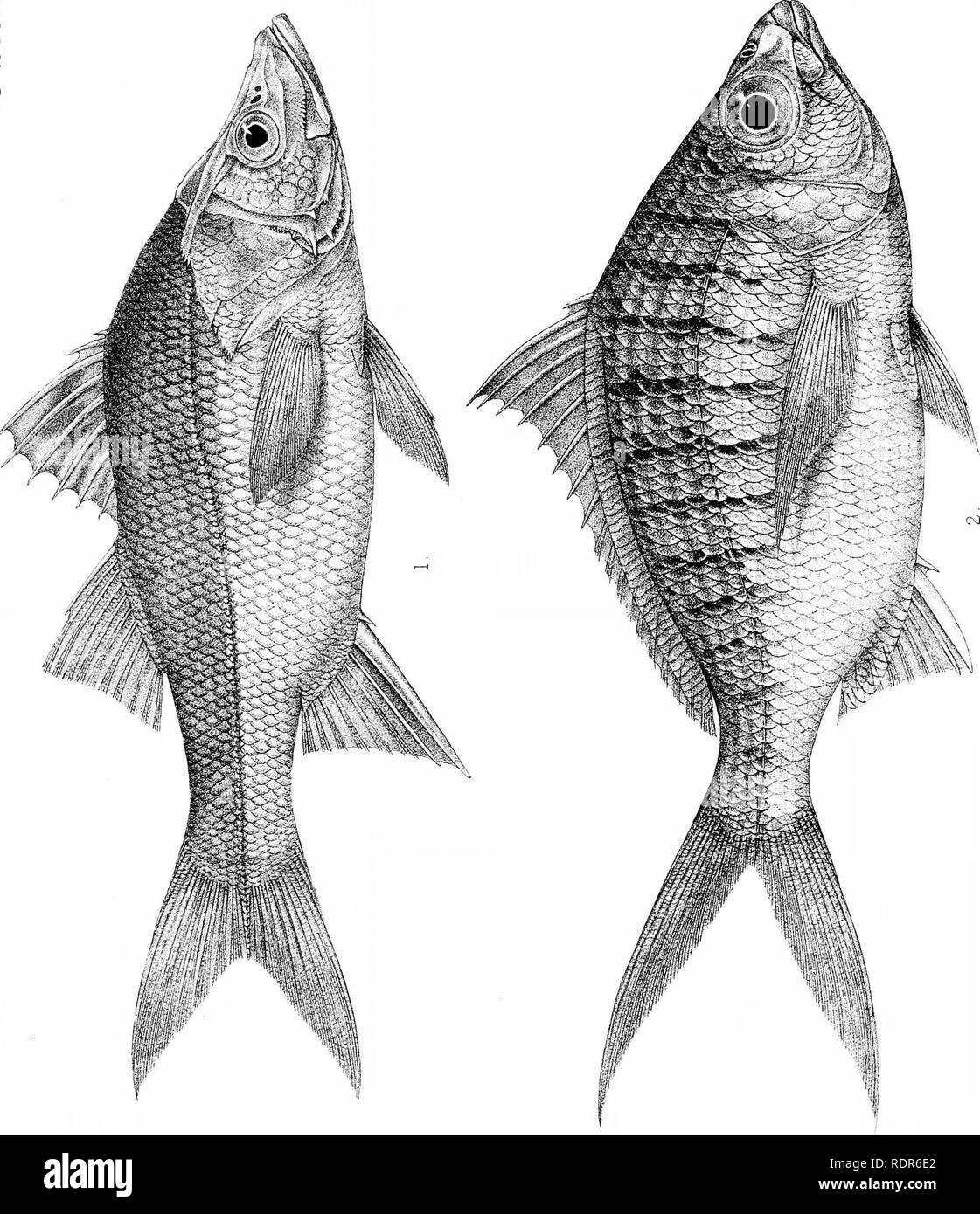 . Biologia centrali-americana. Pesci. Zoologia; Pesci; Zoologia. ^ 9h ^ ^. 1i&GT; ^ J A W en '-0 o a. o {&GT;. Si prega di notare che queste immagini vengono estratte dalla pagina sottoposta a scansione di immagini che possono essere state migliorate digitalmente per la leggibilità - Colorazione e aspetto di queste illustrazioni potrebbero non perfettamente assomigliano al lavoro originale. Godman Frederick Du canna, 1834-1919. ed; Regan, Charles Tate, 1878-. [Londra, Pub. per l'editor da R. H. Porter] Foto Stock