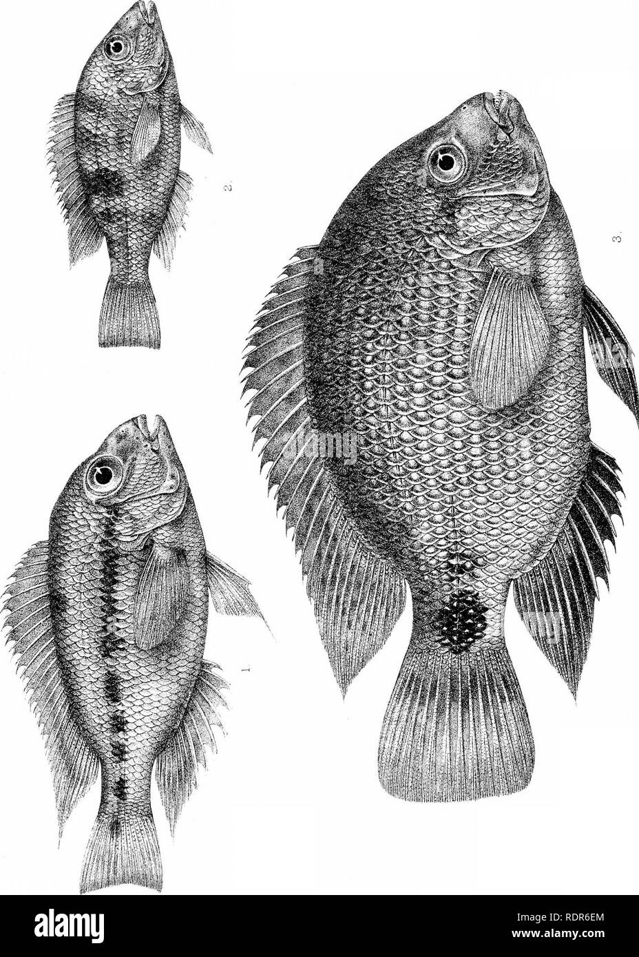 . Biologia centrali-americana. Pesci. Zoologia; Pesci; Zoologia. c,^ c^ i ^ ' &gt; i -^ ^ ^ &gt;^. a, e &lt; o I-I o u CO w o u w H o o u u. Si prega di notare che queste immagini vengono estratte dalla pagina sottoposta a scansione di immagini che possono essere state migliorate digitalmente per la leggibilità - Colorazione e aspetto di queste illustrazioni potrebbero non perfettamente assomigliano al lavoro originale. Godman Frederick Du canna, 1834-1919. ed; Regan, Charles Tate, 1878-. [Londra, Pub. per l'editor da R. H. Porter] Foto Stock