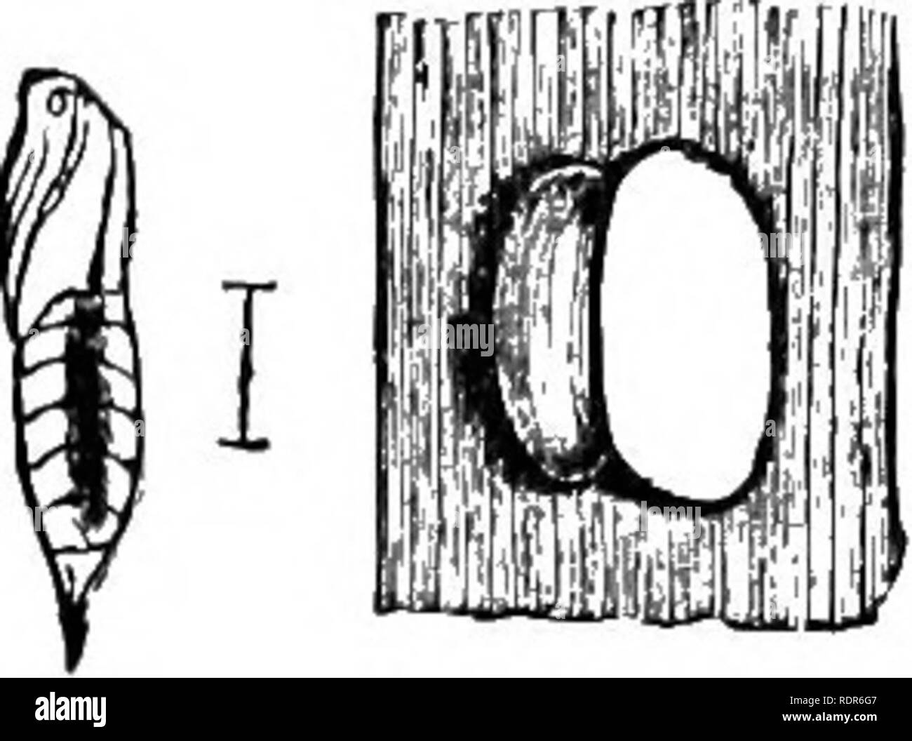 . Insetti pregiudizievole della fattoria e giardino. Con un capitolo sugli insetti utili. Gli insetti. 340 pratiche pregiudizievoli di insetti.. Fig. 146. GKAPE BERKT-MOTH. a. Pupa; 6, crisalide. Il primo falene appaiono in Southern Illinois e Central Missouri circa il primo di Agosto e come il worm si trovano nelle uve durante i mesi di agosto e settembre, o anche più tardi, e come il sig. leggere ha mantenuto i bozzoli attraverso la maggior parte dell'inverno, vi è ogni motivo di credere che una seconda covata di worms è generato da queste falene, e che la seconda prole di worms, come è il caso della Codling-moth di t Foto Stock