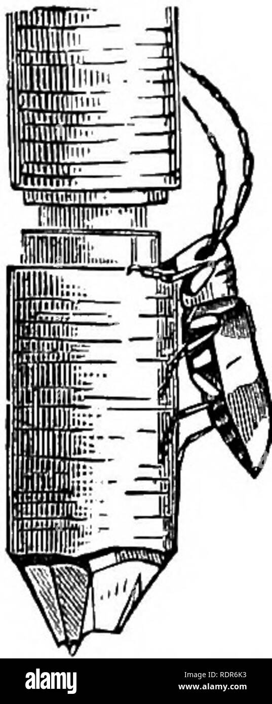 . Insetti pregiudizievole della fattoria e giardino. Con un capitolo sugli insetti utili. Gli insetti. Della Fattoria e giardino. 171 dello stesso colore brillante; ci sono alcuni brevi spine nero lungo la parte superiore della schiena. Il bruco si rastrema verso la coda, e questo fine è sempre elevato quando è a riposo. Quando cresciuto, tutti i bruchi della stessa nidiata di scendere a terra allo stesso tempo, cercano un nascondiglio sotto le foglie o appena al di sotto del sur- faccia del suolo, dove formano bozzoli e assumere la crisalide stato (fig. 110), in cui rimangono onu- til nel giugno seguente quando Foto Stock
