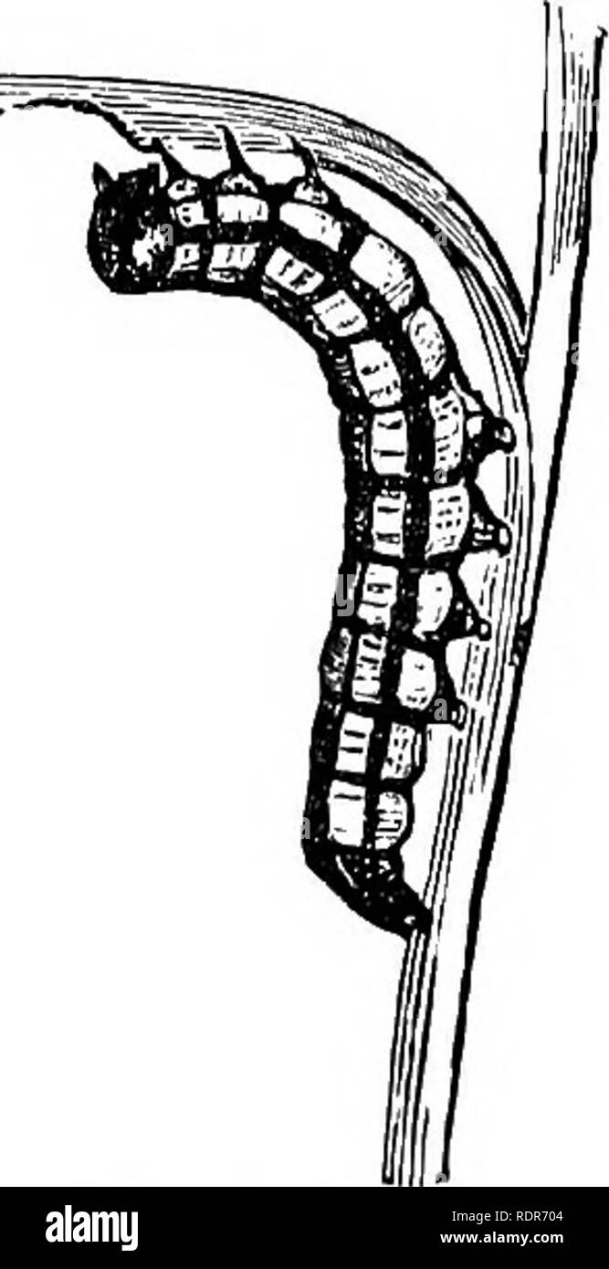 . Insetti pregiudizievole della fattoria e giardino. Con un capitolo sugli insetti utili. Gli insetti. Della Fattoria AKD GAEDEKT. 11 ali, che sono ripiegate e nascosta al di sotto di esse. Questi ala-casi, chiamato Elytra, di solito incontrano insieme con una linea retta o una sutura, giù per la schiena. Le larve sono popolarmente noto come le larve e dispositivi di prelievo; alcuni vivono completamente al di sotto del terreno, alcuni sono acquatiche, mentre altri vivono su di fogliame. Questo ordine include alcune delle più pratiche pregiudizievoli di insetti, e allo stesso tempo molte specie carnivora, che aiuta a mantenere il vegetale- alimentatori nel controllo. Obdeb m.-Lepidotteri.-Farfalle Foto Stock