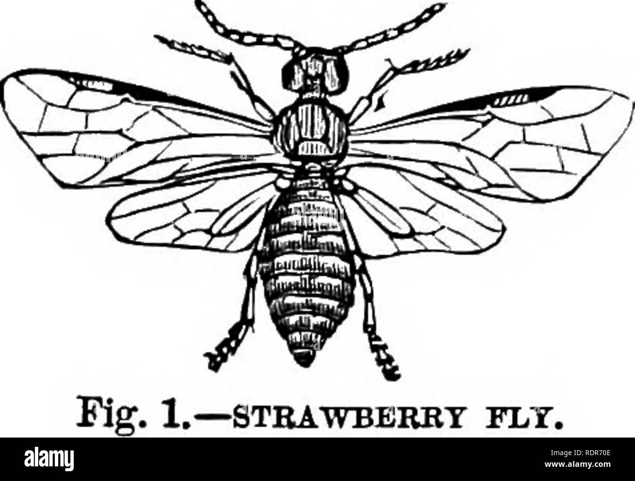 . Insetti pregiudizievole della fattoria e giardino. Con un capitolo sugli insetti utili. Gli insetti. 10 IKJURIOrS insetti. 1.-STBA^WBERBT FLT. Obdbr L-HYMBNOPTERA.-l'api, vespe, formiche, Ichneumok tele, ecc. Il nome di imenotteri, viene dalle parole greche per '' membrana " segnalatori " ala." La parola greca Pteron'', un'ala," Ptera plurali, "ali", è utilizzata per formare i nomi di tutti gli ordini. Gli insetti di questo Ordine, (con l'eccezione della sega- vola e avvisatore acustico-code, che sono gli alimentatori di vegetali), sono altamente utile per l'uomo. Essi possono essere considerati come guardia del resto del Foto Stock