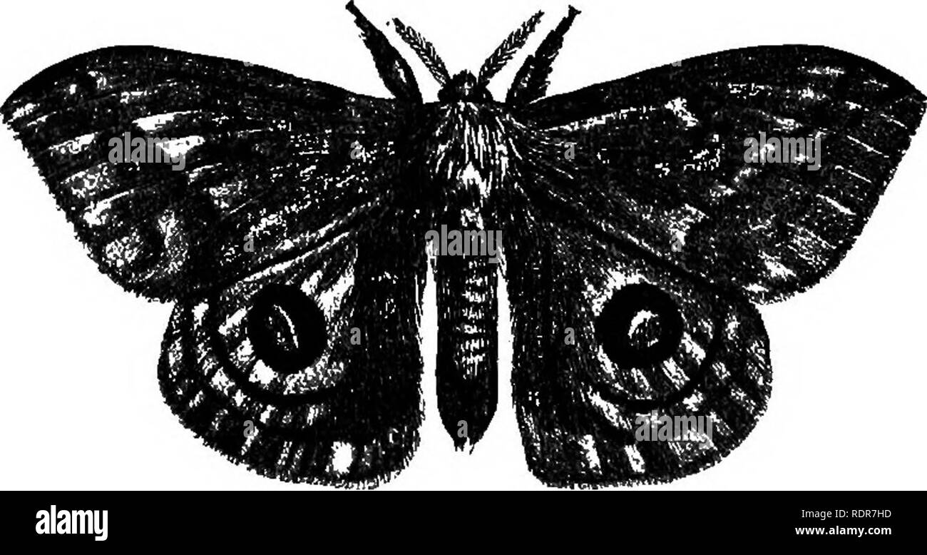 . Una dissertazione su alcuni degli insetti dannosi per la vegetazione . Pesti di insetto. Il SATUBNIA 10. 395 â - m Fig. 190. che ha quasi la consistenza di pergamena sottile. Non appena i loro bozzoli è finito,   189 insetti sono cambiati per chrysalids (Fig. 190), in cui la forma che essi ri- principale in inverno e in estate seguente, durante il mese di giugno o inizio di luglio, essi usciranno a alato falena o stato. Il nome scientifico di queste falene è Saturnia Io*- Onu come quelli del genere Attacus, essi siedono con le loro ali chiuso e che copre il corpo come un tetto basso, la parte anteriore edg Foto Stock