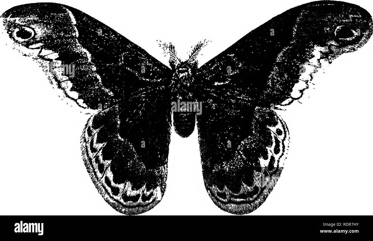 . Una dissertazione su alcuni degli insetti dannosi per la vegetazione . Pesti di insetto. 390 lepidotteri. Bozzoli dello stesso tipo sono a volte trovata sospesa ai rametti di ciliegio selvatico-tree, Azalea, o palude- rosa e la Cephalanthus o pulsante-bush, ma non così spesso come sul sassofrasso-tree. Due di essi, appeso vicino insieme su un ramoscello, sono stati ancora una volta portato a me e un maschio e una femmina di tarma sono state prodotte a partire da questi due bozzoli in luglio, il solito tempo per questi insetti a lasciare la loro trimestri invernali. Drury chiamato questo tipo di tarma Promeihea, un errore probabilmente per Prometeo* il nome di o Foto Stock