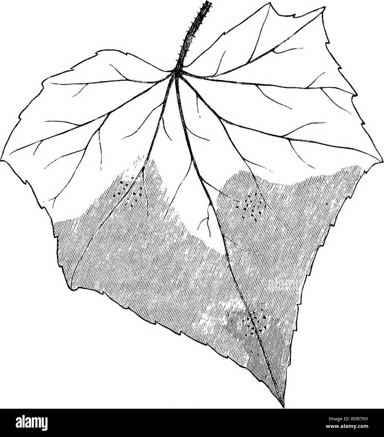 . I batteri in relazione alle malattie delle piante. Batteriologia; malattie delle piante. Vuoi delle cucurbitacee. 265 due accanto al di sotto del punga foglia. Il resto erano normali. Il venticinquesimo giorno apicale 10 pollici comprese tre internodi sotto la foglia di pungere erano secche-raggrinzito. Il wilt è stata lentamente che si estende verso il basso. Un altro grande foglia-lama, il quarto down, era depressa il giorno precedente. Più in basso sono state cinque buone foglie separate da lunghi internodi. Lo stelo è in posizione orizzontale. Tutta la vite infine raggrinzito al suolo. (246) il cetriolo. L'ottavo giorno (10.00) vi era wilt dell'apice e i margini del Foto Stock