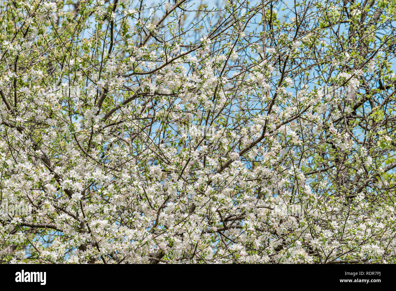I rami del melo in primavera. Foto Stock