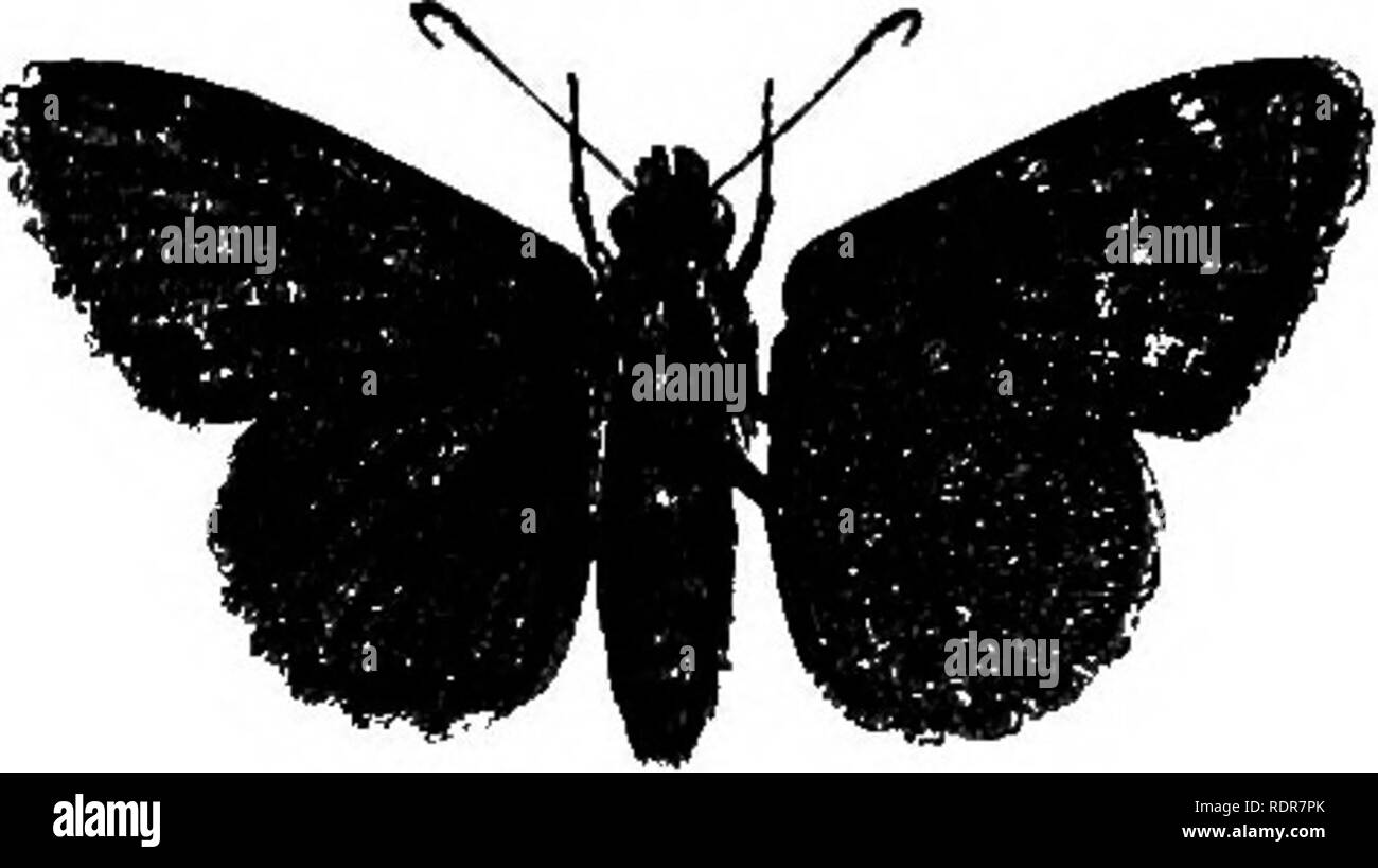 . Una dissertazione su alcuni degli insetti dannosi per la vegetazione . Pesti di insetto. 312 Lepidotteri. di seta. Essi rimangono nella loro bozzoli senza ulteriore cambiamento durante tutto il periodo invernale e sono trasformati in ma- terflies nell'estate seguente. Il viscoso robinia è a volte quasi completamente spogliato delle sue foglie da questi insetti, o presenta solo qui e là il marrone e appassiti resti di fogliame, che ha servito come un tempo- rary ricovero per i bruchi. Mudamus Bathyttus, Smith. Bathyllus Skipper. (Fig. 135.) In Massachusetts abbiamo quello che immagino di essere solo un varietv locale di t Foto Stock