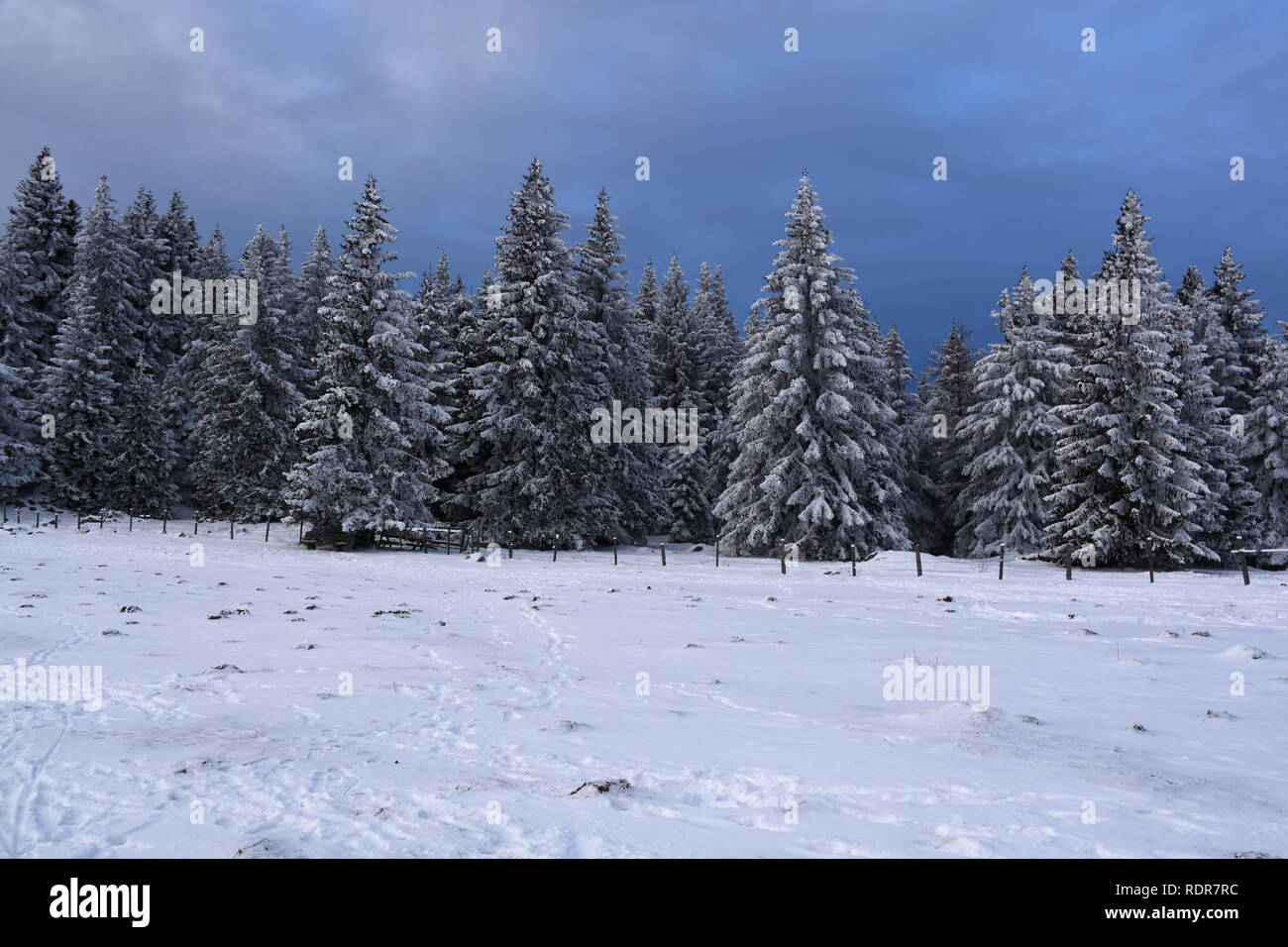 Alberi in un paesaggio invernale Foto Stock