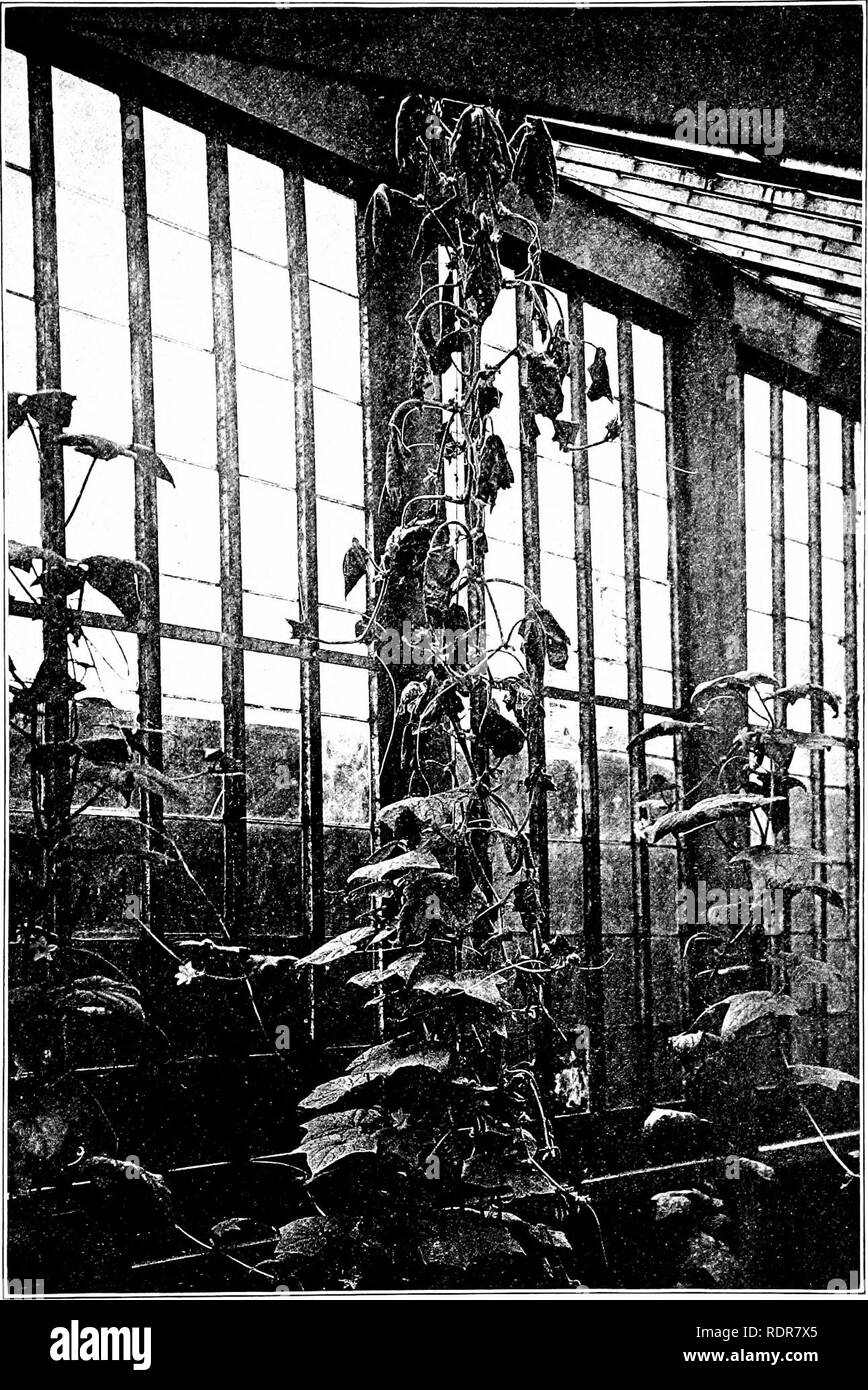 . I batteri in relazione alle malattie delle piante. Batteriologia; malattie delle piante. Piastra 23.. Verticillosi batterica del cetriolo. (Introdotto per illustrare la trasmissione ot la malattia da insetti). La pianta centrale (varietà lungo verde) è stato inoculato su 1 giugno 7 con Bacillus tracheiphilus mediante le strisce di cetriolo-beetle (Diabrotica viltata). Come risultato il rosicchiato prima di foglie appassite e poi tutta la parte superiore della pianta, i fasci vascolari essendo occlusa dalla appiccicoso mentre il fango di questo bacillus. Fotografato il 1 luglio 1905, circa 1-14 natura dimensioni. La pianta intera era morto circa due settimane più tardi. Ple Foto Stock