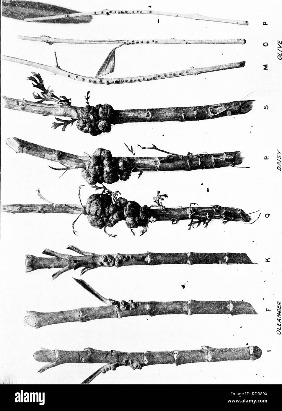 . I batteri in relazione alle malattie delle piante. Batteriologia; malattie delle piante. Impianto di batteri, VOL. 2. La piastra 8.. o £ o. Si prega di notare che queste immagini vengono estratte dalla pagina sottoposta a scansione di immagini che possono essere state migliorate digitalmente per la leggibilità - Colorazione e aspetto di queste illustrazioni potrebbero non perfettamente assomigliano al lavoro originale. Smith, Erwin F. (Erwin Frink), 1854-1927. Washington, D. C. , Carnegie Institution di Washington Foto Stock