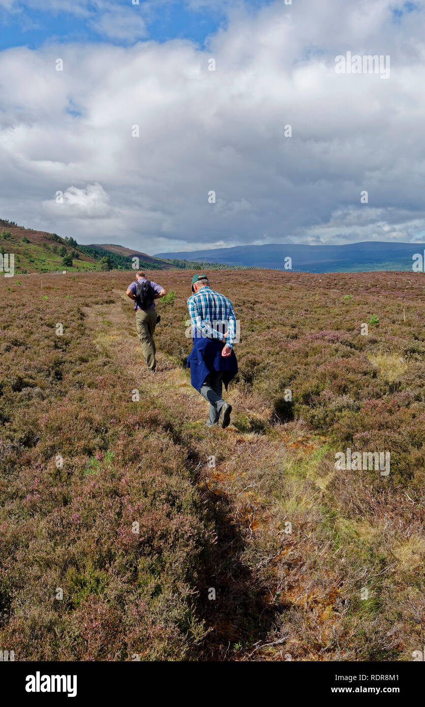 Due uomini a piedi attraverso heather ormeggiare di Cairngorms National Park vicino a Boat of Garten, Scotland, Regno Unito Foto Stock