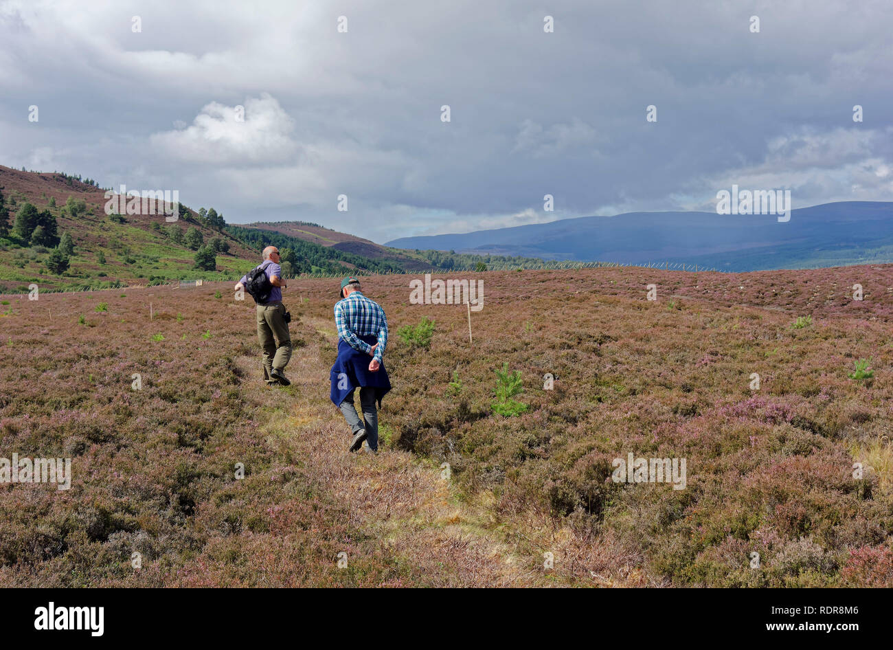 Due uomini a piedi attraverso heather ormeggiare di Cairngorms National Park vicino a Boat of Garten, Scotland, Regno Unito Foto Stock