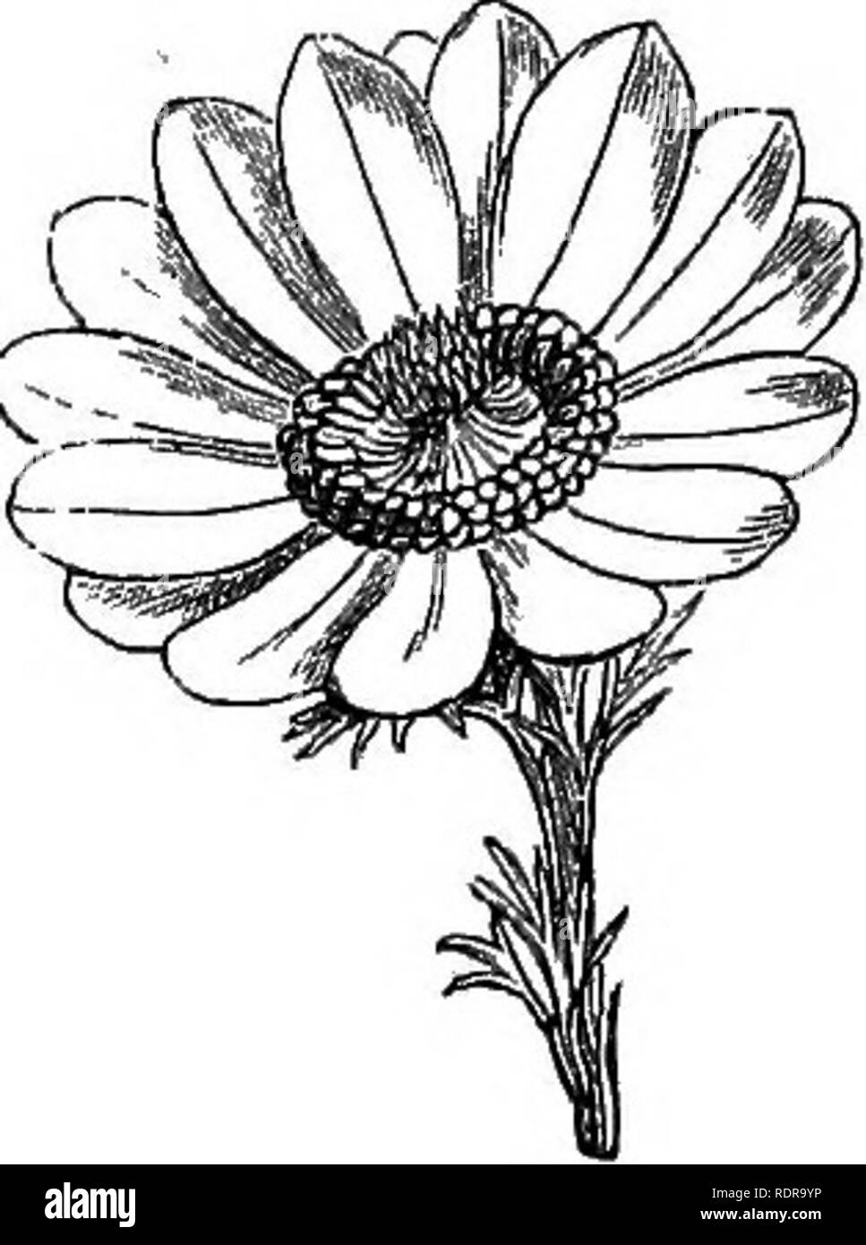 . Il mio giardino, il suo piano e cultura insieme con una descrizione generale della sua geologia, della botanica e della storia naturale. Il giardinaggio. T fig. 678.-A. apennina. Fig. 679.-A. Pulsatilla. Fig. 680.-A. palmata. Tra le piante a bulbo, la Camassia esculenta (fig. 681), una pianta che cresce sulla costa occidentale del Nord America, è particolarmente inter- esting, in quanto esso costituisce il principale alimento vegetale degli Indiani. Il fiore in sé è molto semplice ma tuttavia molto interessante per me e il mio premio impianto di gran lunga al di là del suo valore intrinseco. Si prega di notare che queste immagini vengono estratte dalla pagina sottoposta a scansione immagini Foto Stock