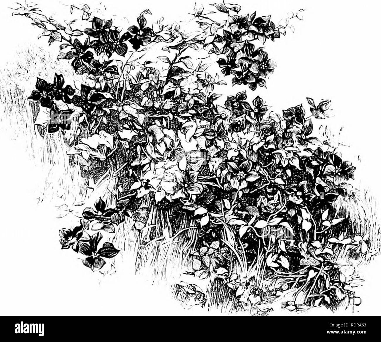 . Il giardino selvatico; oppure i nostri uliveti e giardini realizzati bellissime da la naturalizzazione di hardy piante esotiche ... Il giardinaggio; fiori; i fiori selvatici. Alcuni risultati. 101 quartiere ; ora il tipo ordinario e di varie altre forme di questo bel fiore selvatico adornano i boschi. In questo modo anche il giglio della valle è stato introdotto e viene spalmata- ing rapidamente. Molti Eoses arrampicata e vari altri scalatori sono stati piantati in corrispondenza delle basi di alberi e ceppi, ma pur'fiorente, piantagione è ancora troppo giovani per mostrare il buon effetto che questi finiranno per produrre. Vi è o&GT;^. Grande-flo Foto Stock