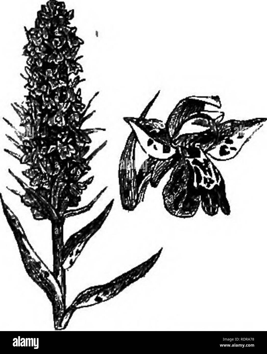 . Il mio giardino, il suo piano e cultura insieme con una descrizione generale della sua geologia, della botanica e della storia naturale. Il giardinaggio. 294 MV. Giardino comune orchidea palustre (O. incarnata, fig. 615). Mi dovrebbe crescere di molte altre specie, e li hanno da centinaia, ma che né io sono in grado di procurare loro, né di risparmiare il tempo per cercare la loro. Alcune delle mie piante, durante gli ultimi due o tre anni, fiorito in grande perfezione, e poi morì improvvisamente, ma se da esaurimento o non mi può dire.. I'Hi. ,615.-Orchis incarnala.. Si prega di notare che queste immagini vengono estratte dalla pagina sottoposta a scansione immagini che m Foto Stock
