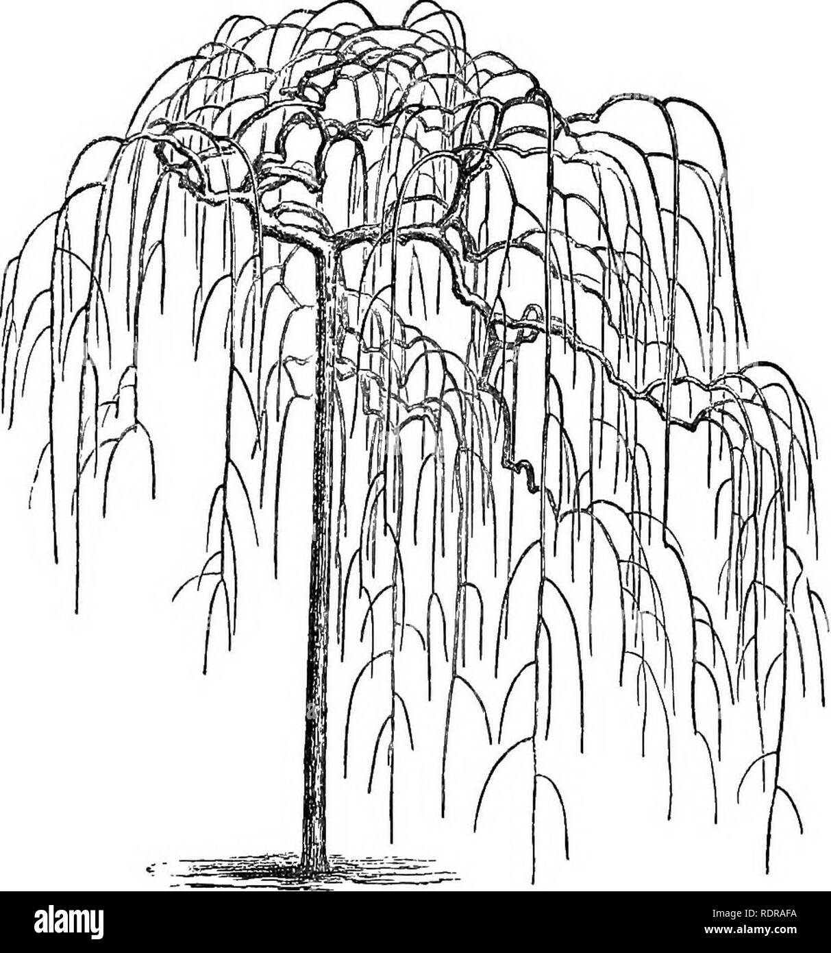 . I parchi, viali, &AMP; giardini di Parigi, descritti e considerati in relazione ai desideri della nostra città e i giardini pubblici e privati. Giardini e parchi. Giardini, strade, ecc. 163 spiacevoli umidità intorno a noi in inverno che stiamo cer- tainly meglio senza. Sono certo che se le spese e i problemi di prese per piantare alberi sempreverdi nelle città sono state dedicate al meglio delle nostre di alberi decidui e arbusti, una bellezza porterebbe a cui città sono attualmente sconosciuti. Anche in parchi e luoghi Fig. 60.. Sophora Japonica var. pendula. Uno dei molti alberi decidui di cui il wintr Foto Stock