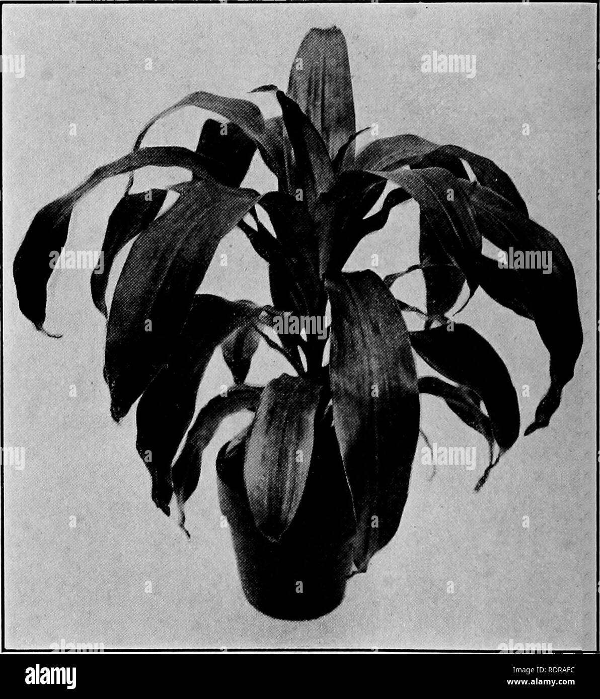. Milady's house piante, la completa istruttore e guida al successo con fiori e piante in casa, tra cui una notevole il capitolo sul sole ideale parlor. Impianti di casa. 54 Milady's House piante essere detto in un altro capitolo. Nessuna altra pianta di casa è stato sottoposto a così tanta ciarlataneria nel modo di cibo vegetale e medicina come questo vecchio amico. Queste spaziano dal dipinto le foglie con olio, per farli apparire sani a qualsiasi velocità, per iniettare- ing materie ostriche nel terreno al fine di provare che cosa a. DRACiENA MASSANGEANA non abbastanza in modo hardy o vigorosa come Aspidistra, ma uno degli i Foto Stock
