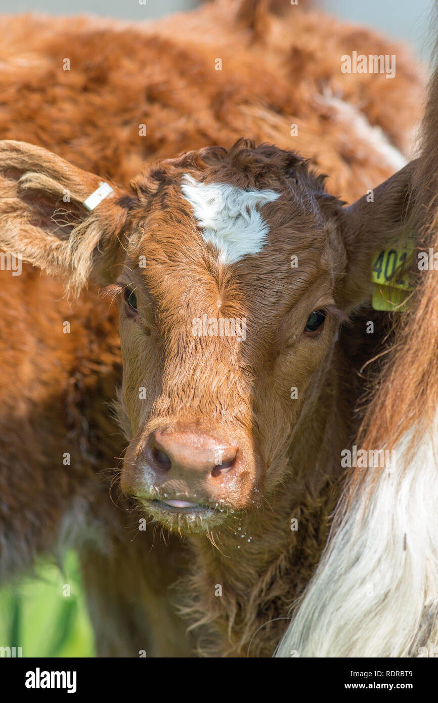 Testa di vitello ritratto. Prendendo un respiro mentre il lattante da madre a fianco. Vacche nutrici. La produzione di carni bovine. Erba disponibile per il pascolo molto dell'anno Foto Stock