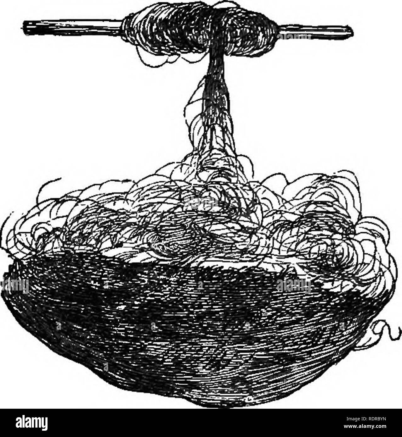 . Storia naturale. Per l'uso di scuole e famiglie. Zoologia. 244 Storia Naturale.. Fig. 189.-seta del c'ecropia. La seta della Cecro- pia, che ha heen cardate e filati e tessuti in calze che come lavaggio biancheria." Il sUk può essere molto facilmente dipanate da bozzoli come si vede in Fig. 189. 418. Alcuni insetti andare attraverso au iai- metamorpho perfetto- sis, come Grasshop- pers e le locuste. Esse sono prodotte dalle uova senza ali, ma li hanno formato gradualmente mentre essi sono in uno stato di attività. Domande.-^Cosa sono le tre modifiche che la maggior parte degli insetti passano attraverso i Foto Stock